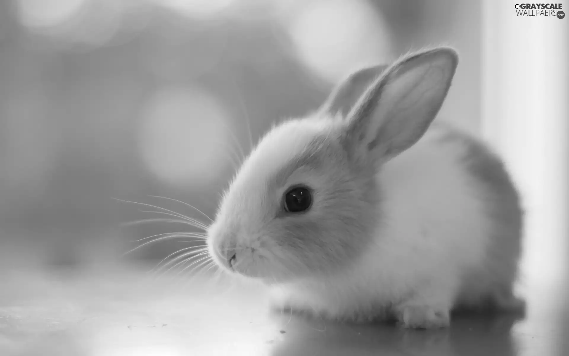 pipsqueak, Bunny, honeyed
