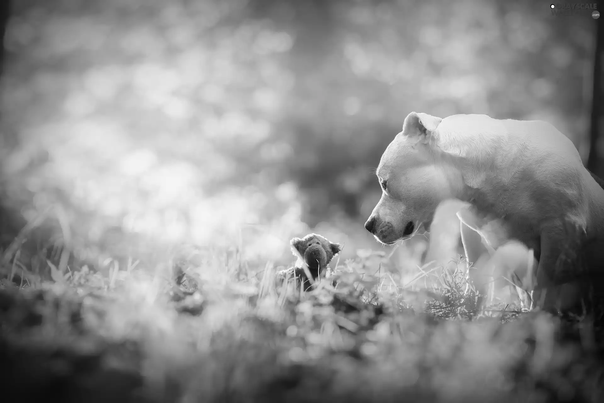 Pit Bull Terrier, dog, toy, Meadow, mascot, White