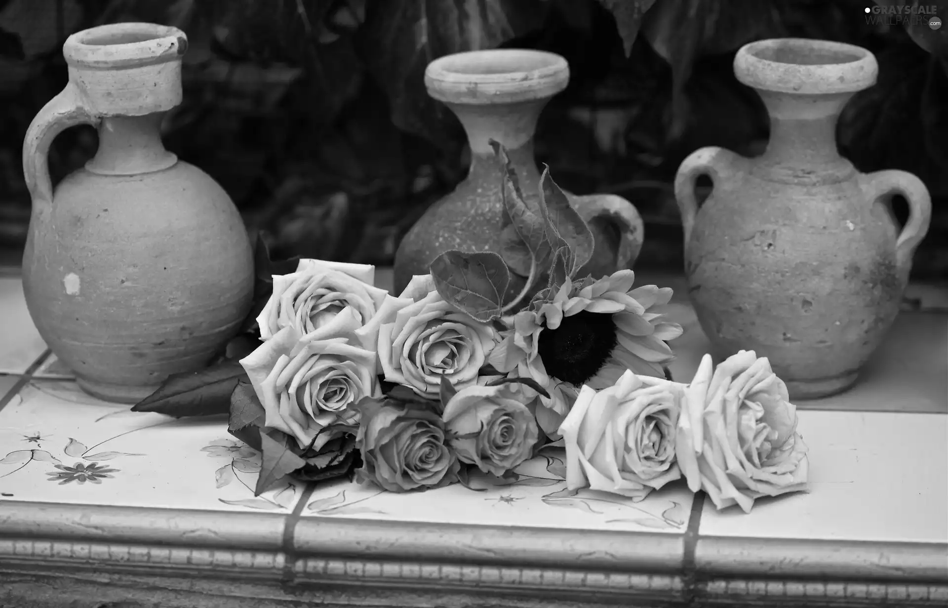 Pitchers, roses, Sunflower