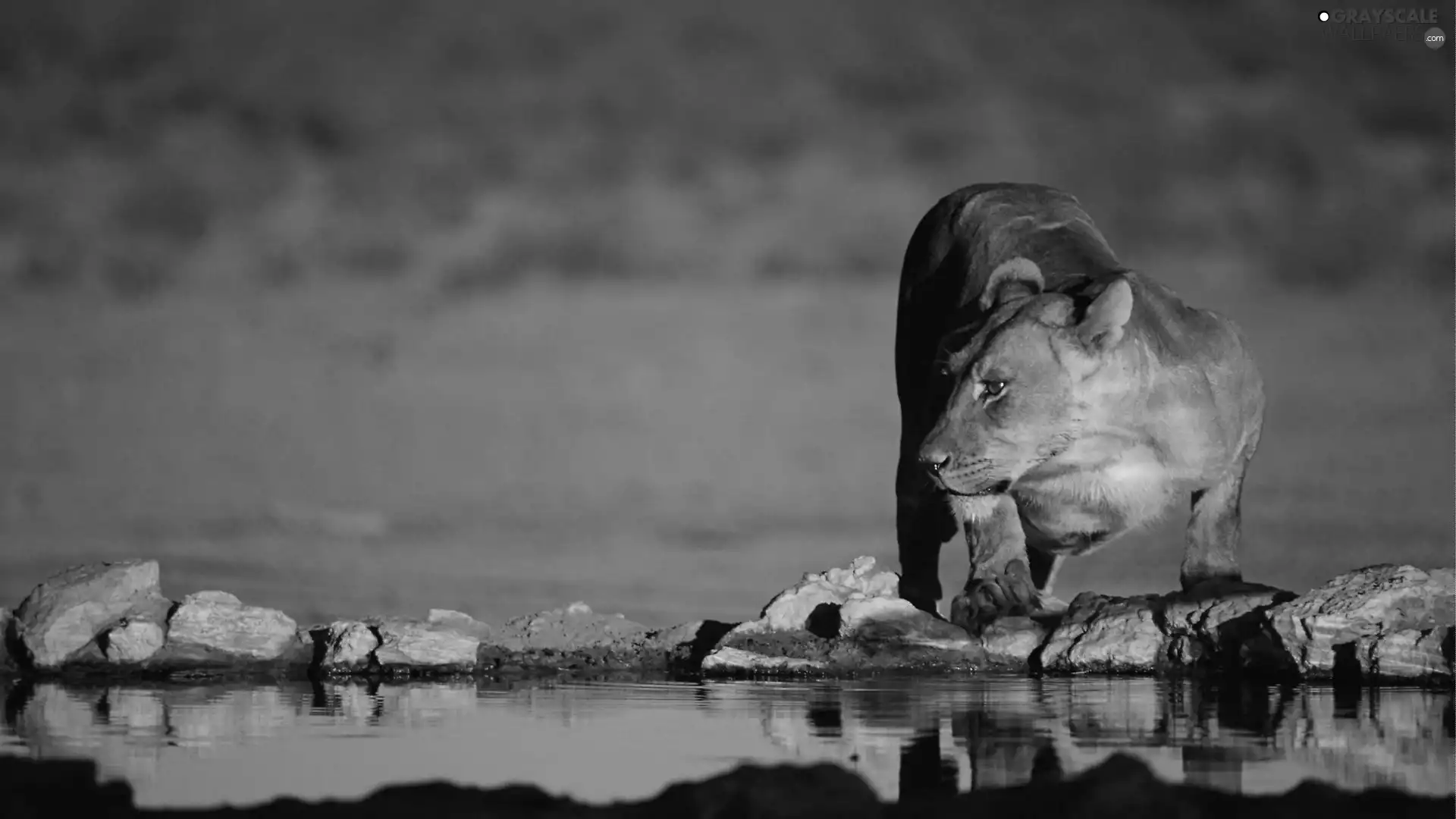 Lioness, watering place