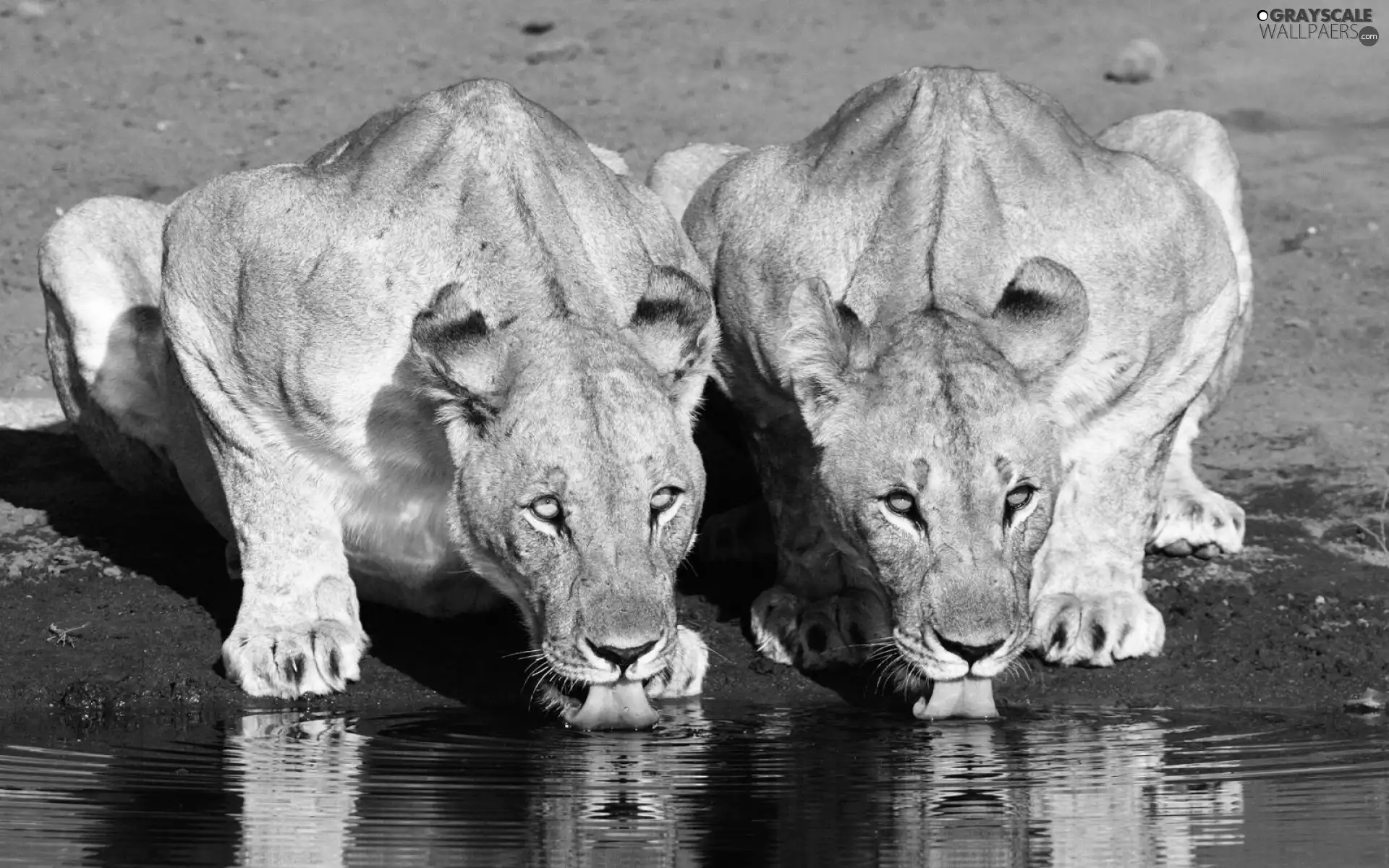 lionesses, watering place