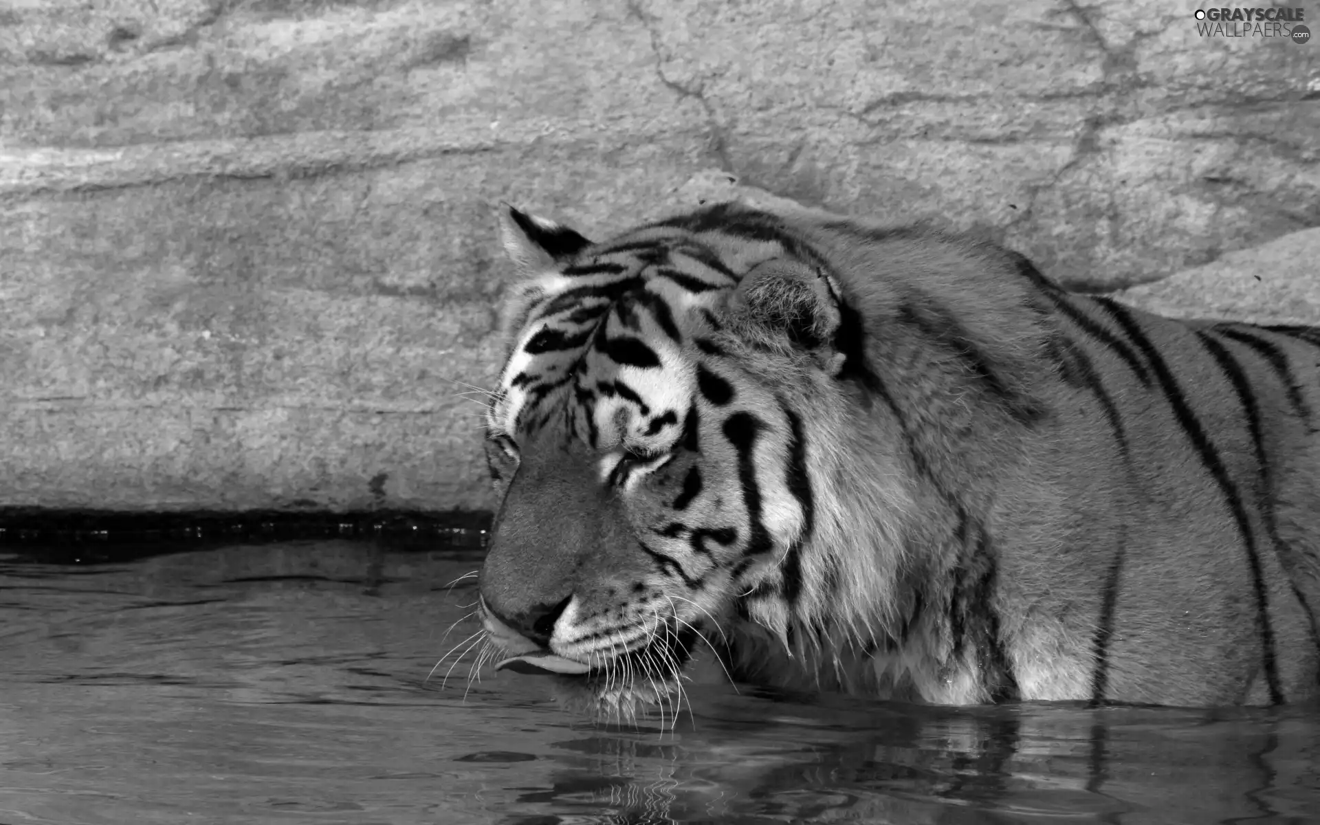 tiger, watering place