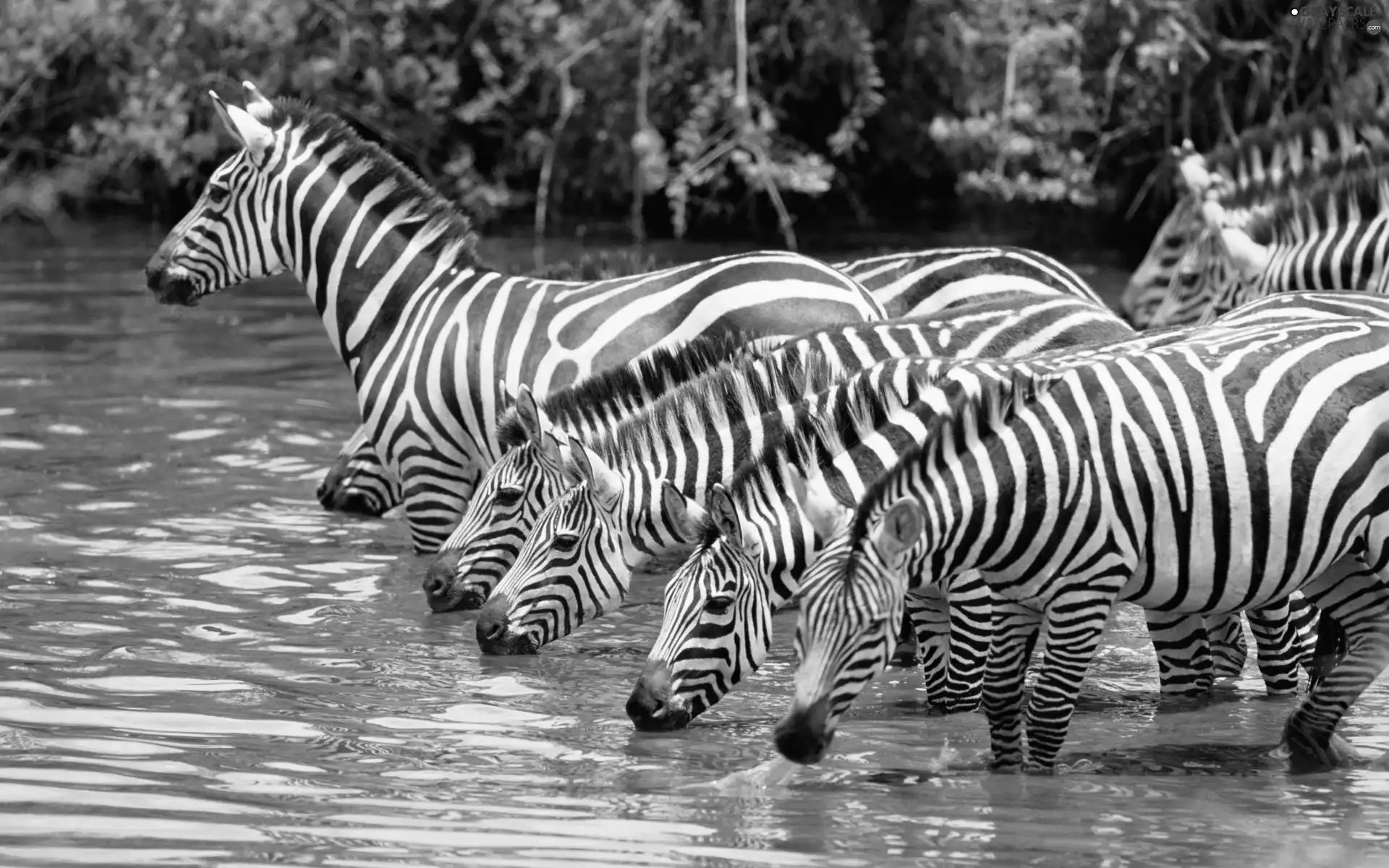 zebra, watering place