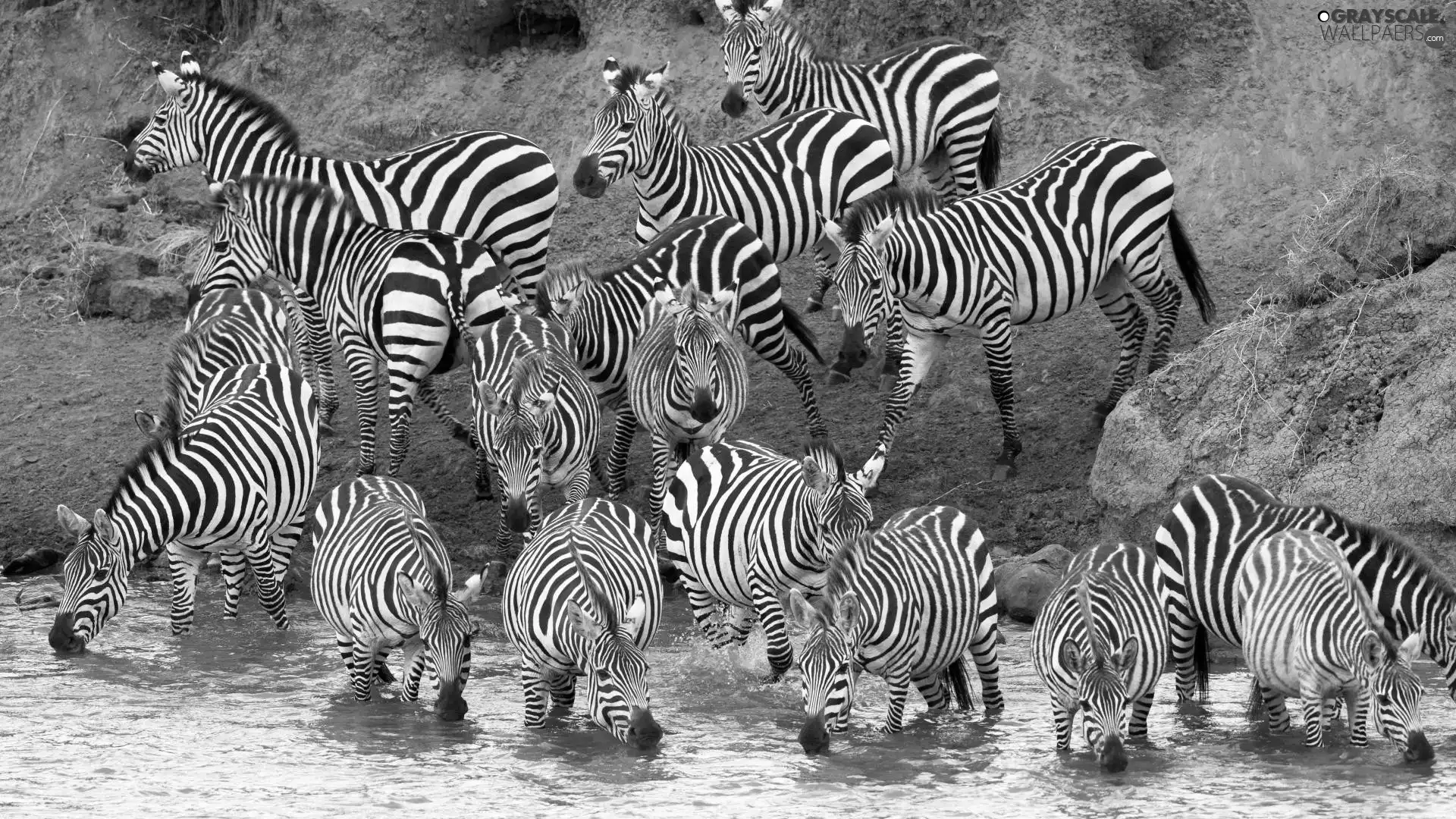 zebra, watering place