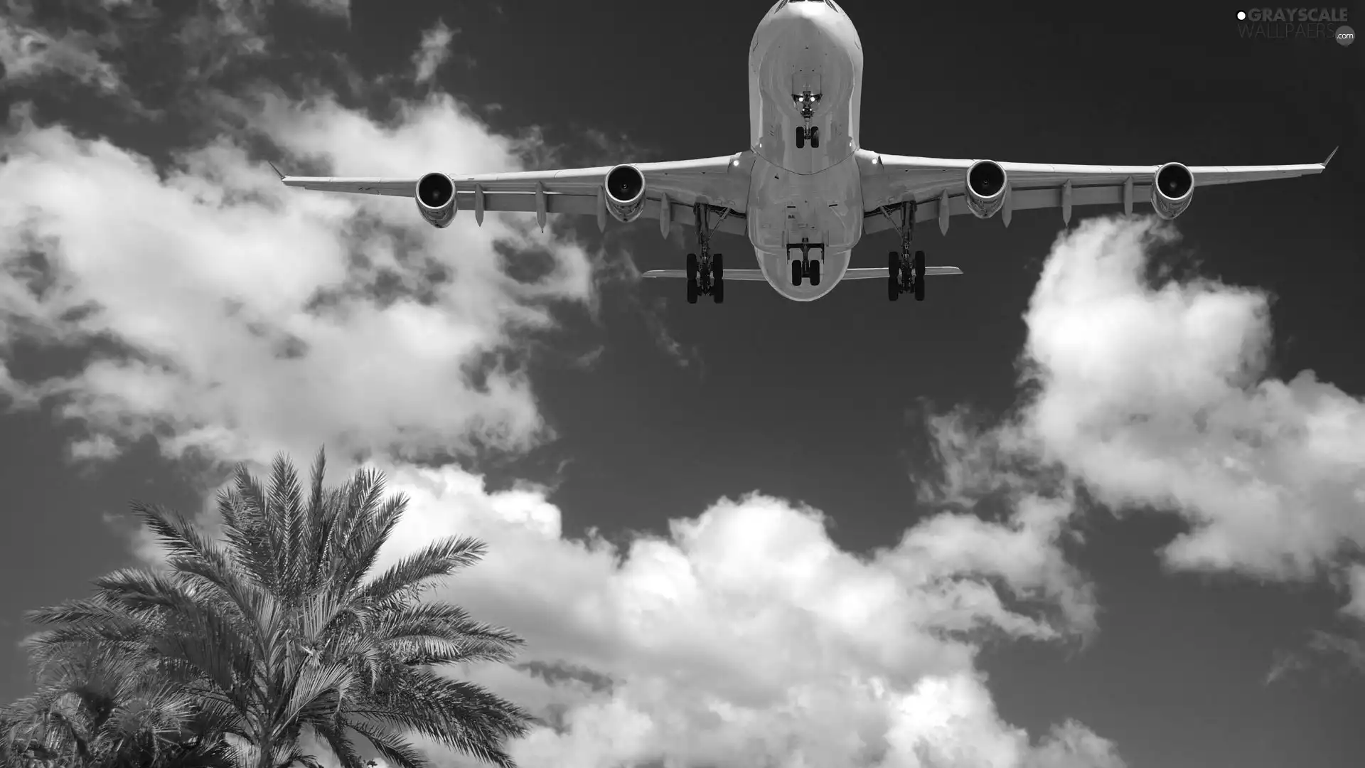Palm, flying, plane, Sky