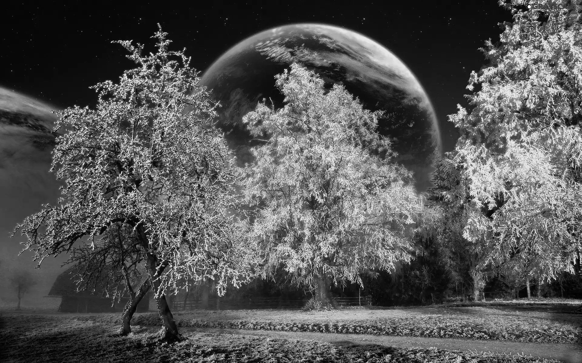 green ones, viewes, Planet, trees