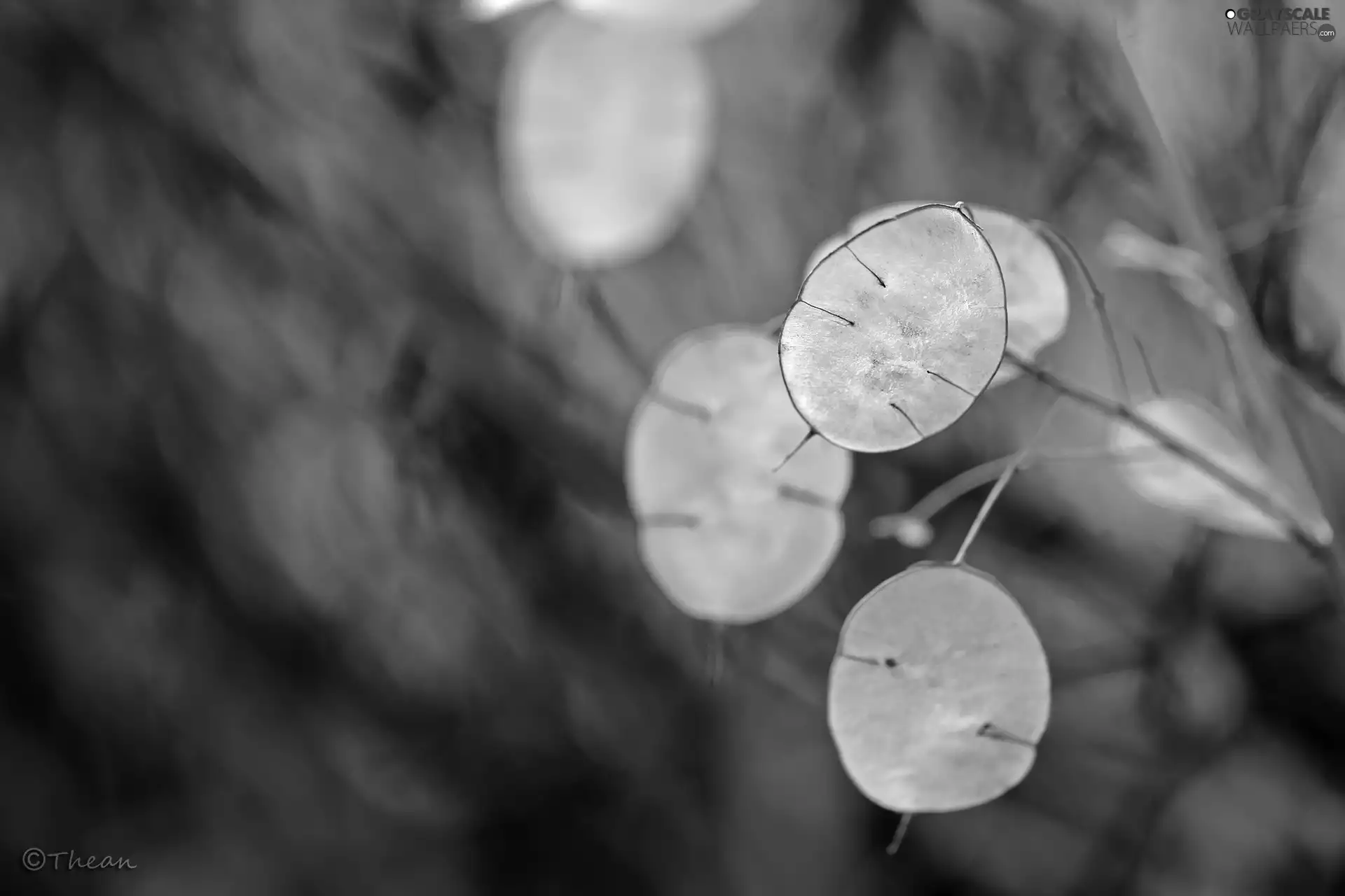 plant, dry, autumn