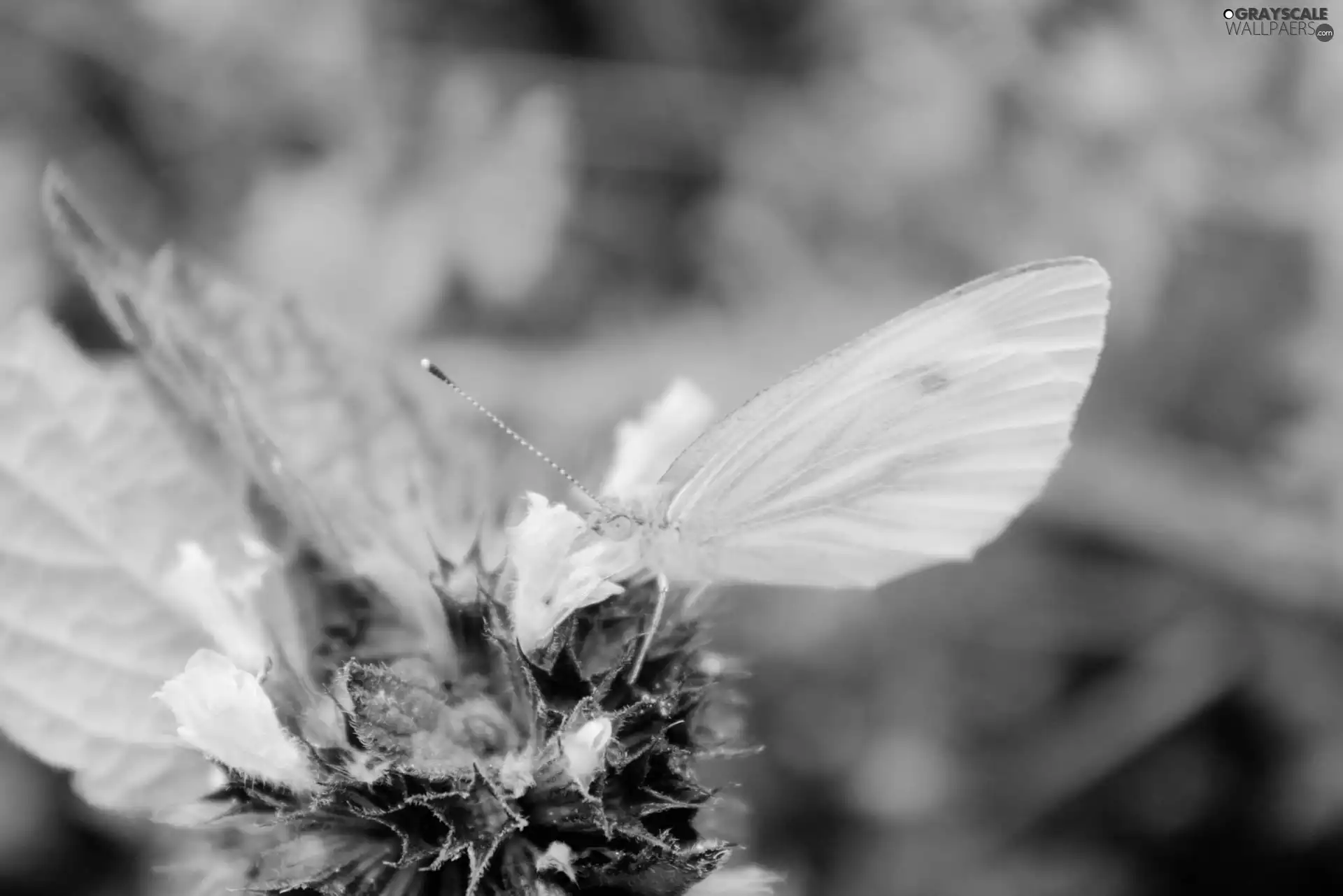 plant, Green, butterfly