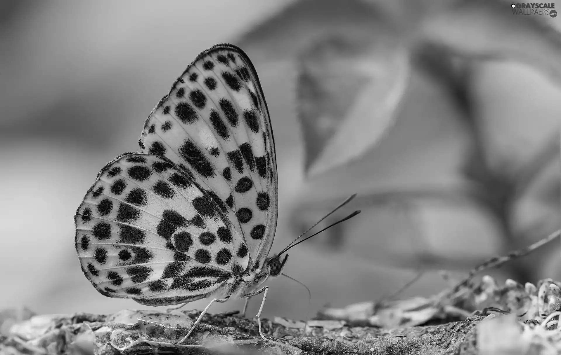 plant, Insect, butterfly