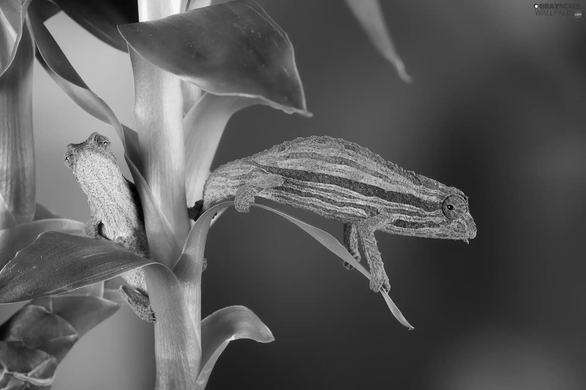 Cameleon, plant