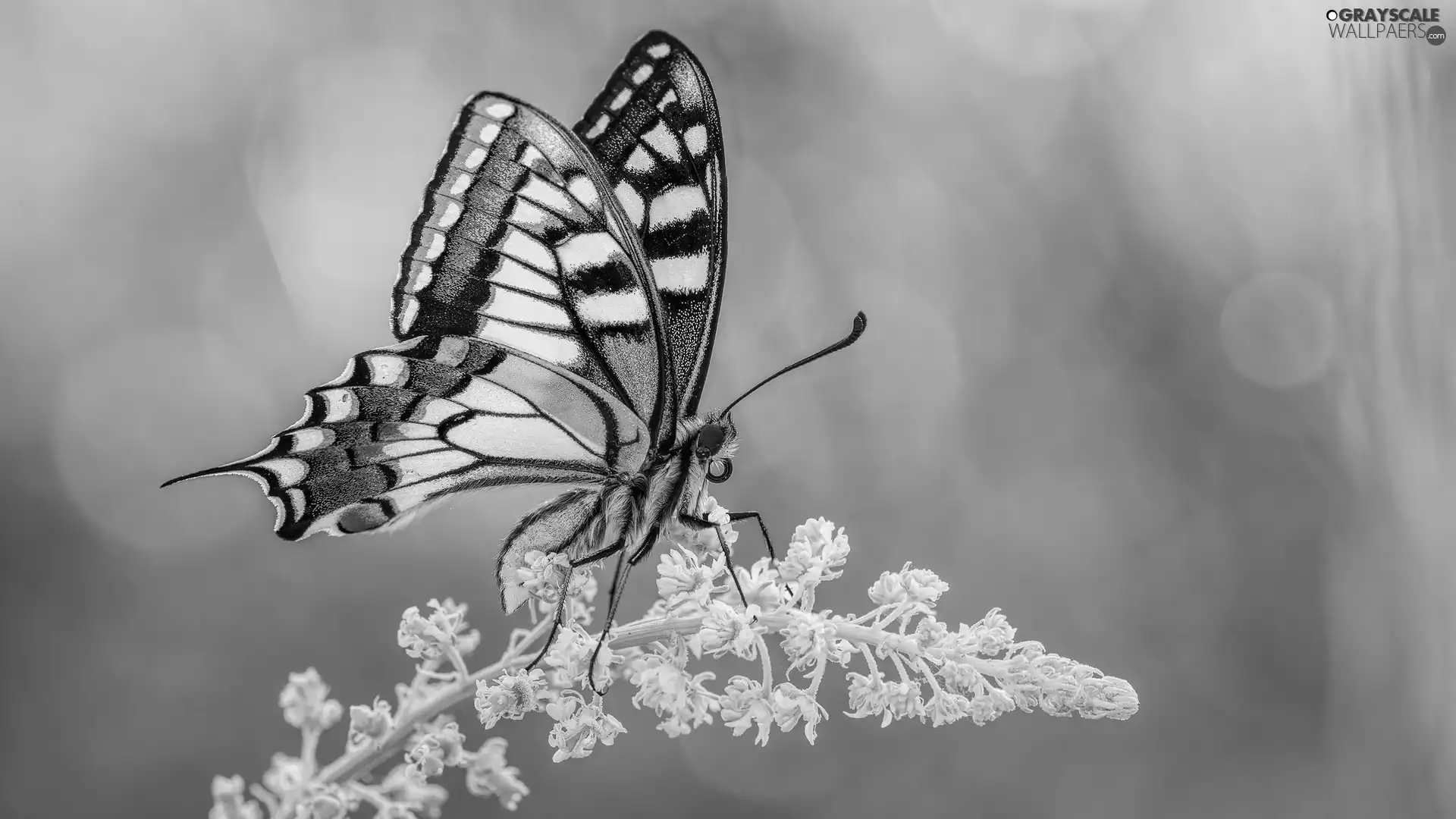 butterfly, plant, Close, Oct Queen
