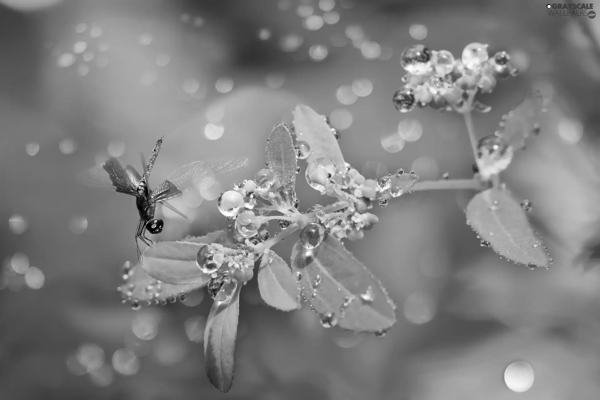 Bokeh, dragon-fly, plant