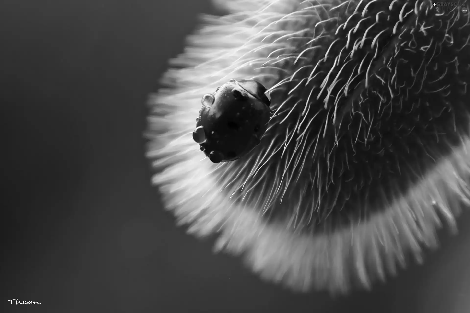 plant, ladybird, drops