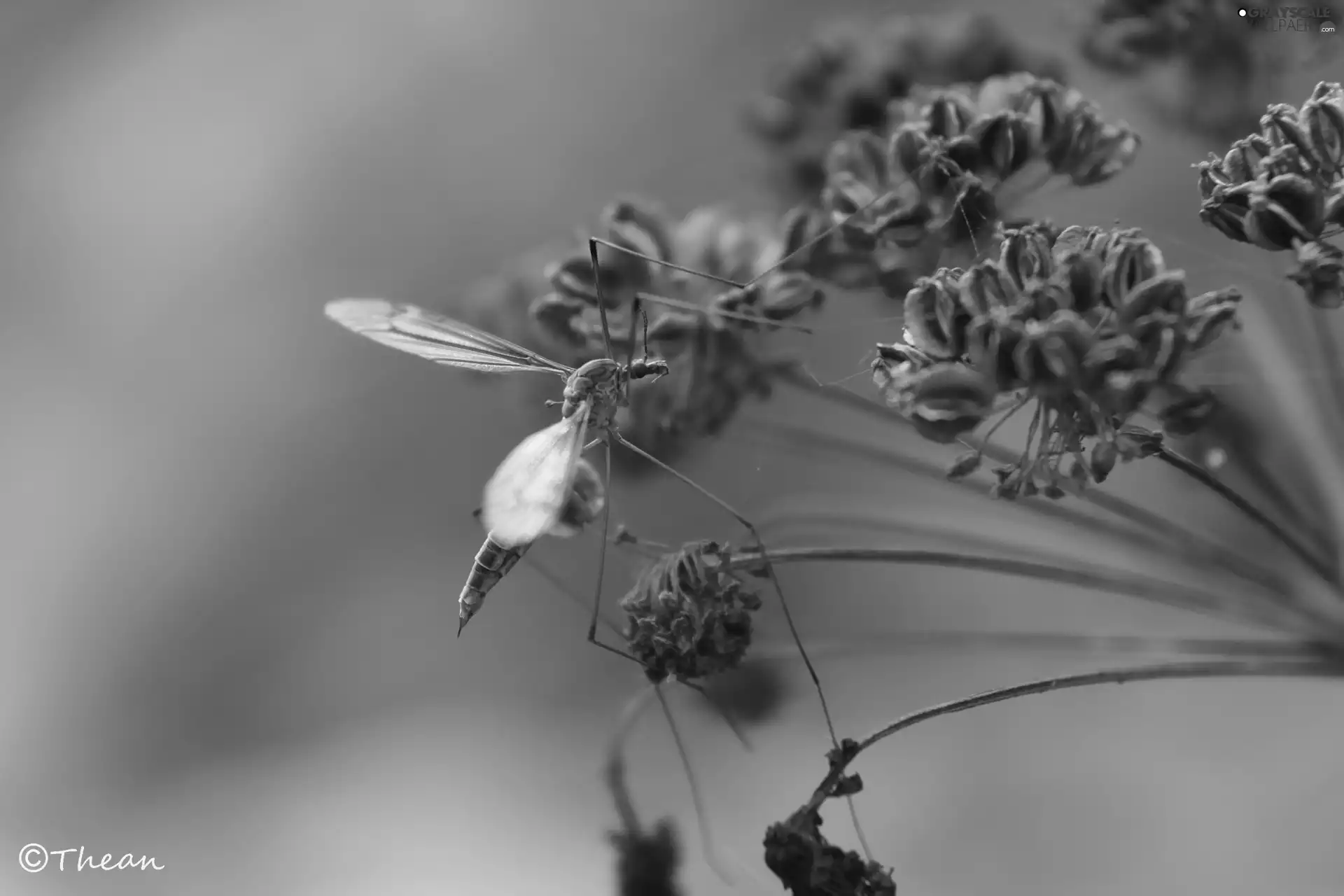 plant, mosquito, dry