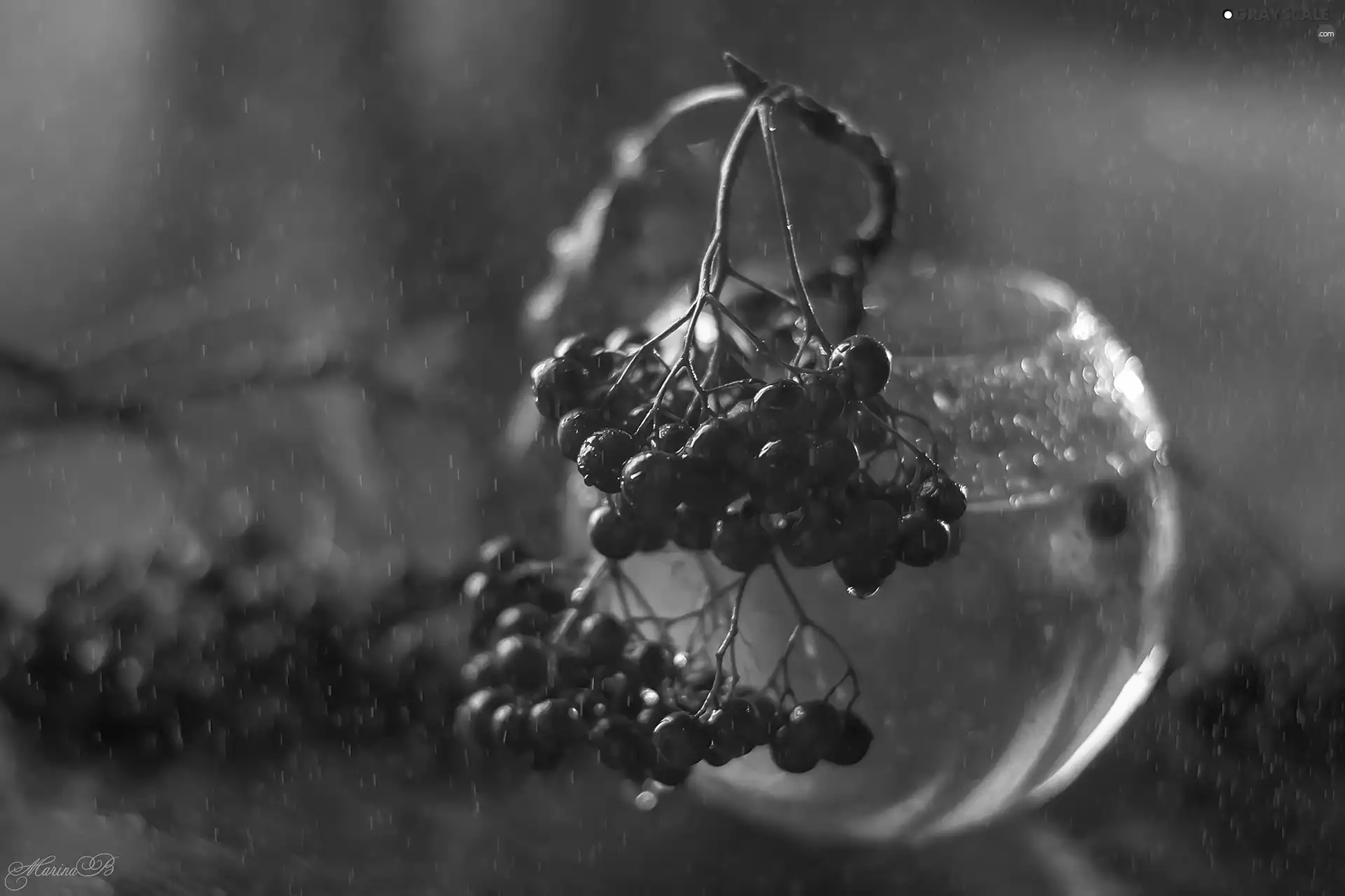 Fruits, glass, vase, Plant