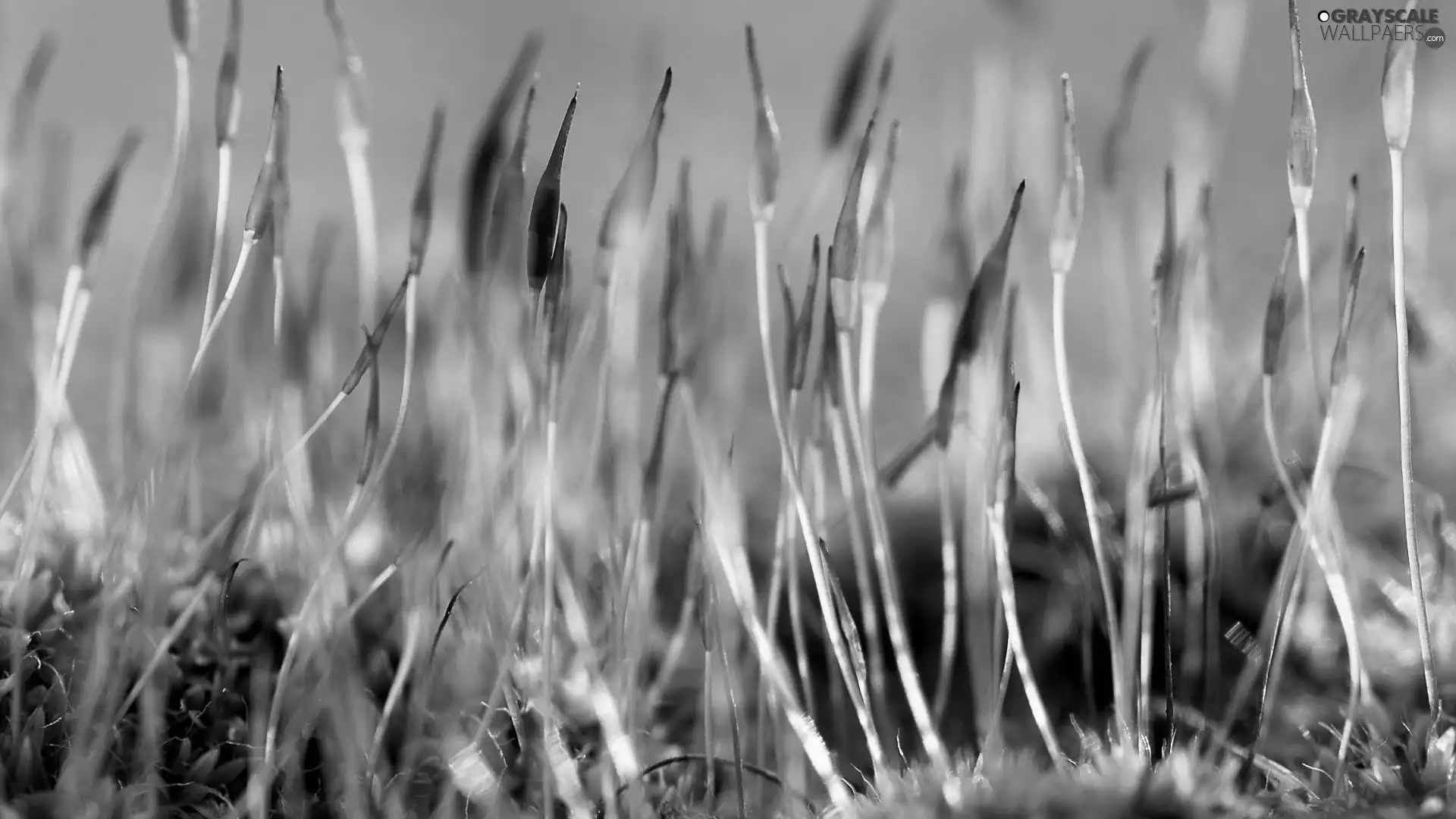 grass, Buds, Plant, Yellow