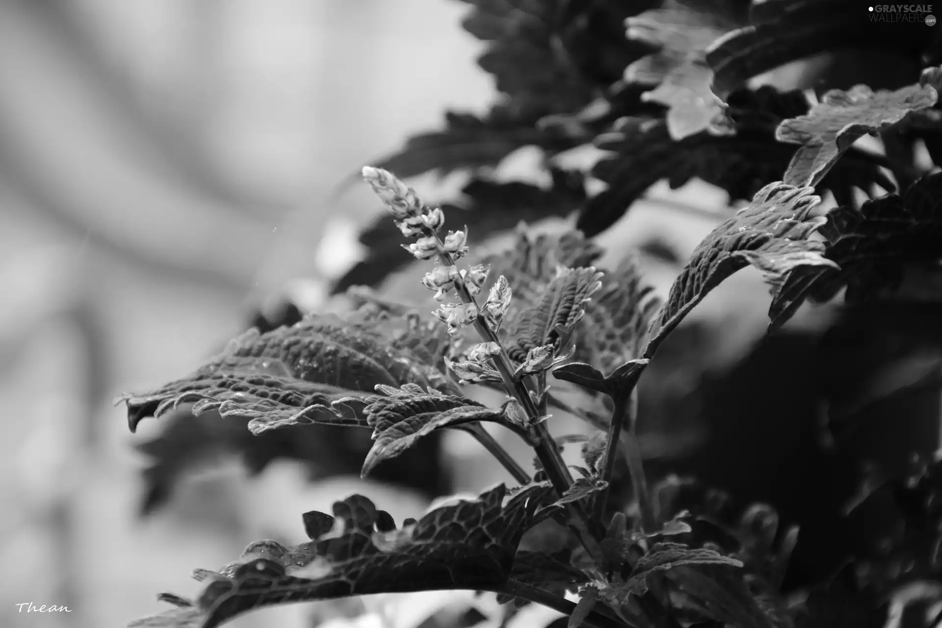 plant, Red, Leaf