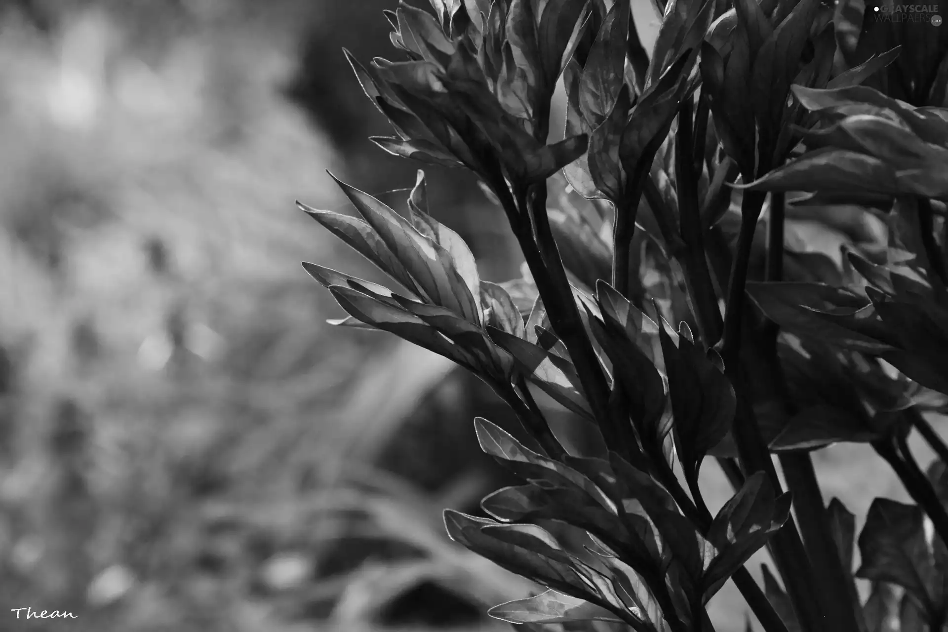 plant, Red, Leaf