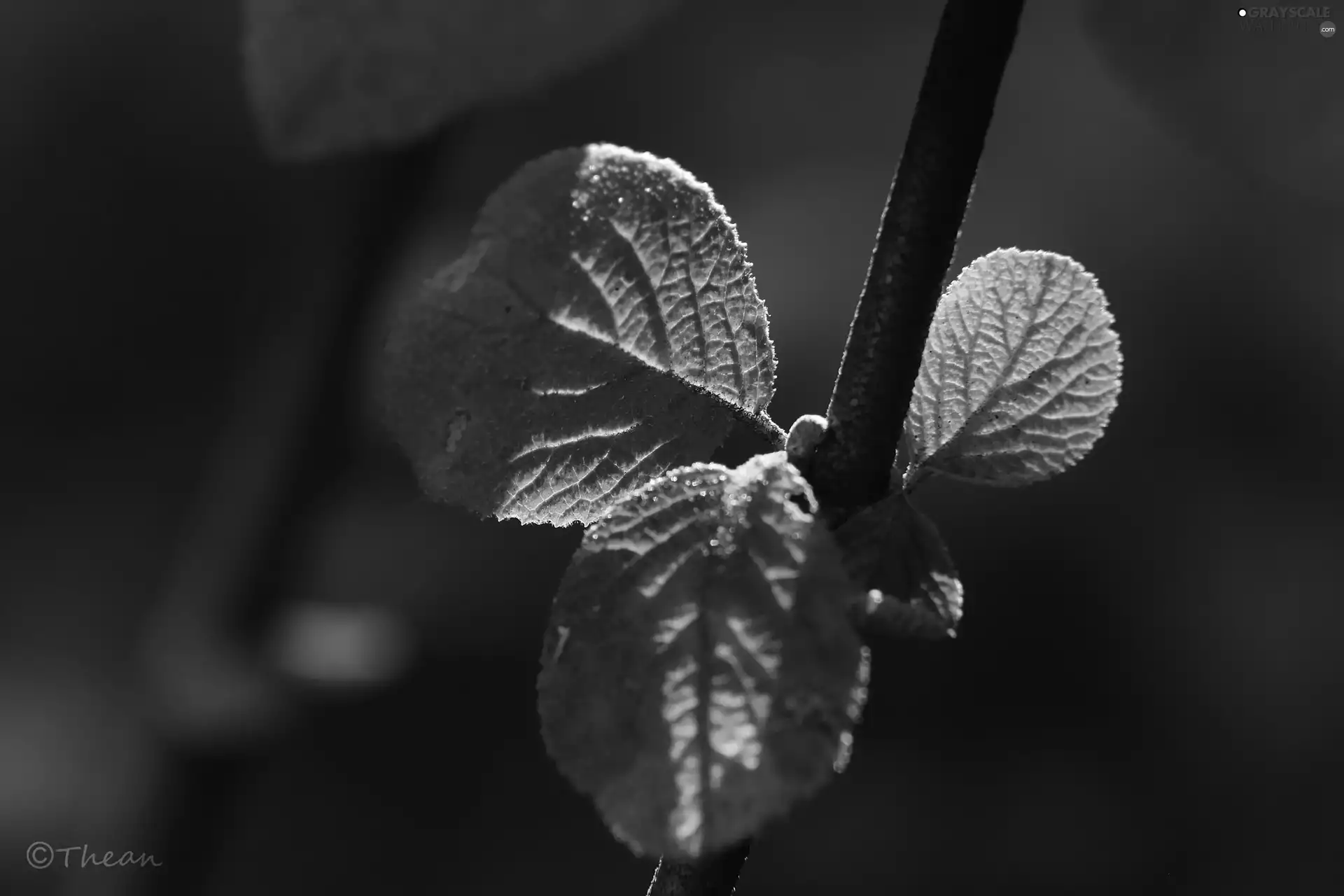 plant, Red, Leaf