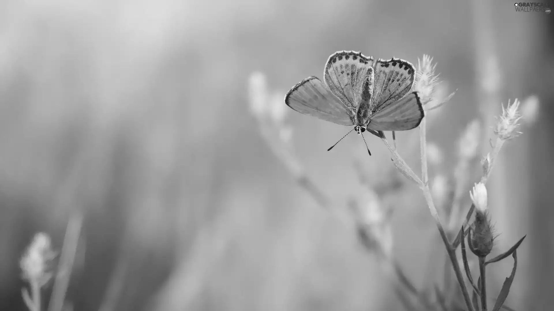 plant, butterfly, Lycaena