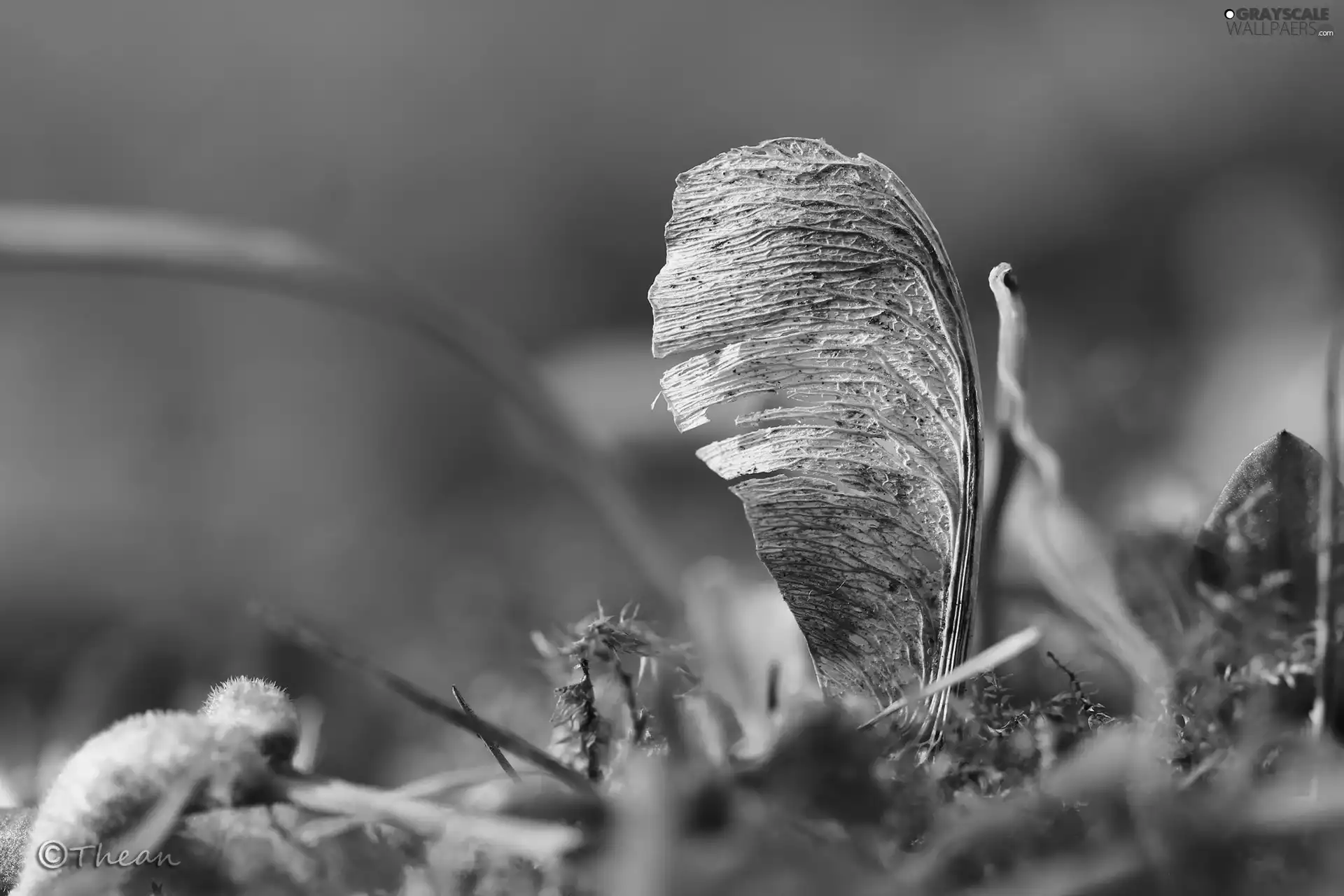 plant, seed, maple