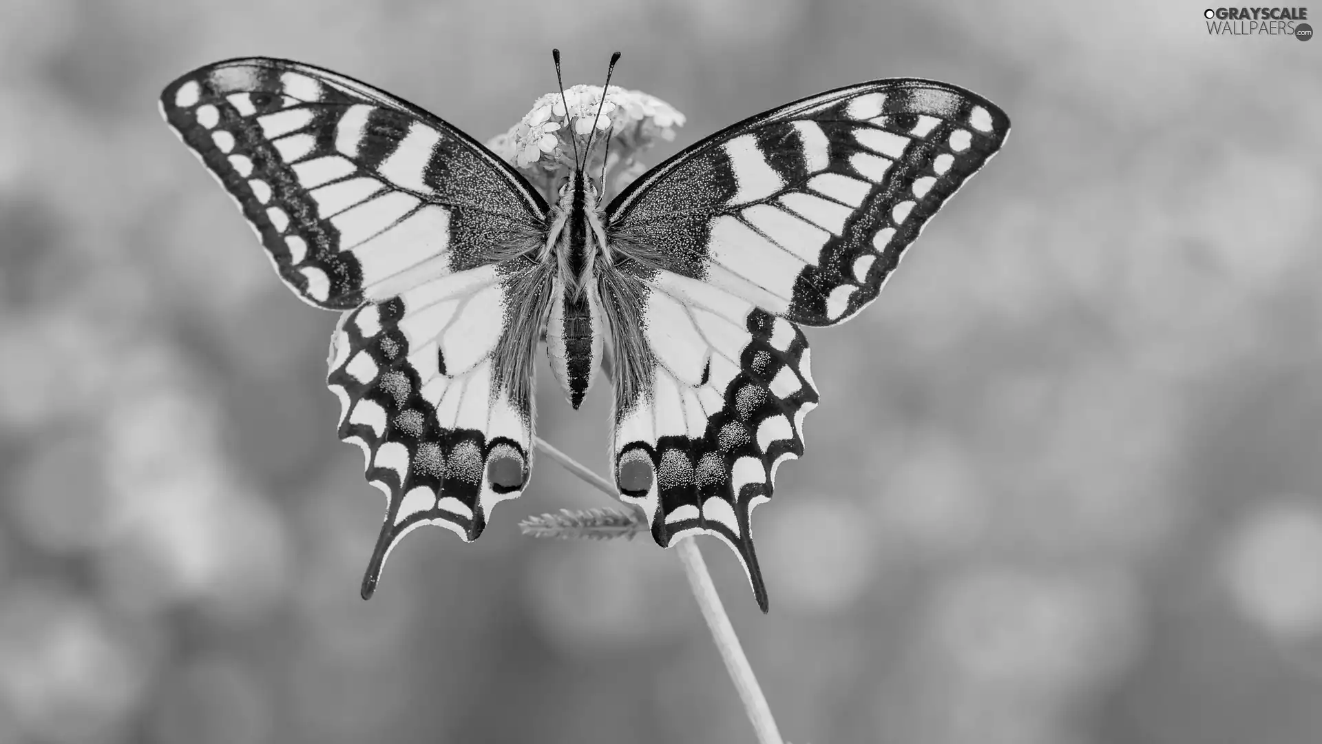 butterfly, plant, rapprochement, Oct Queen