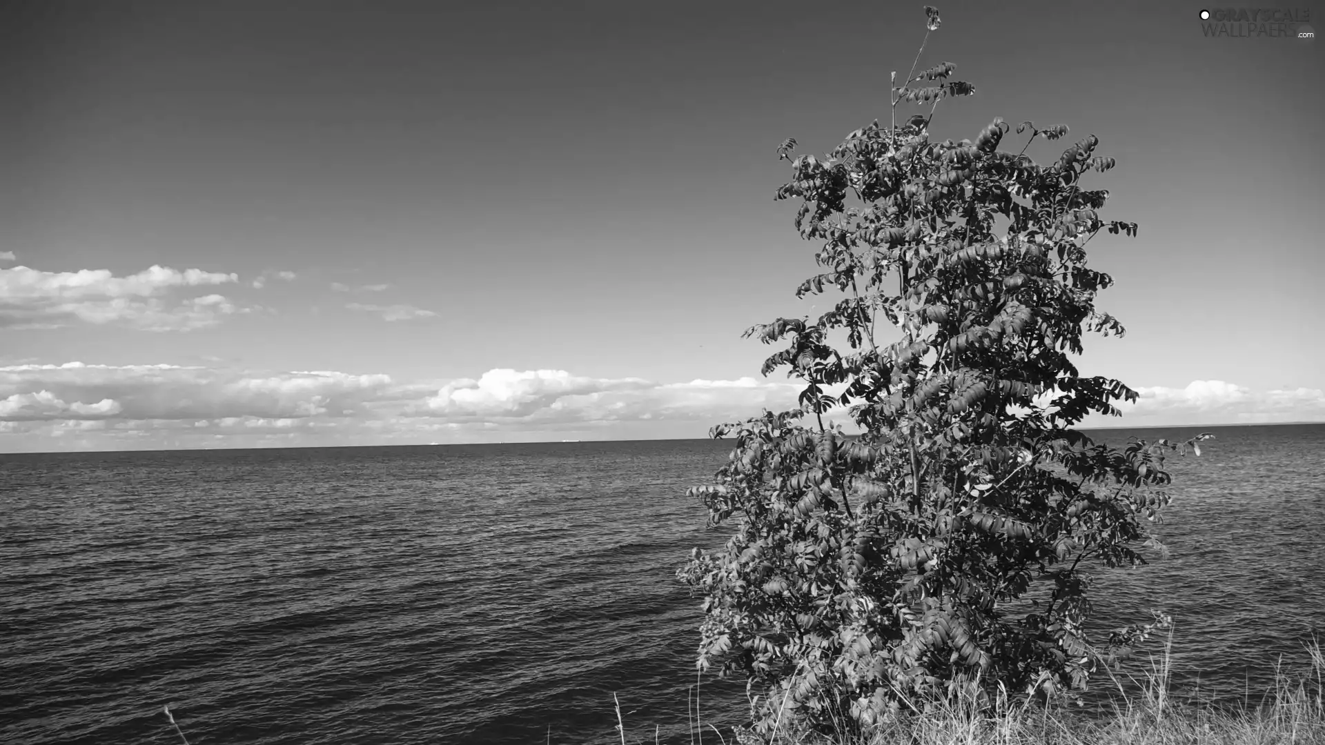 Plant, quiet, sea