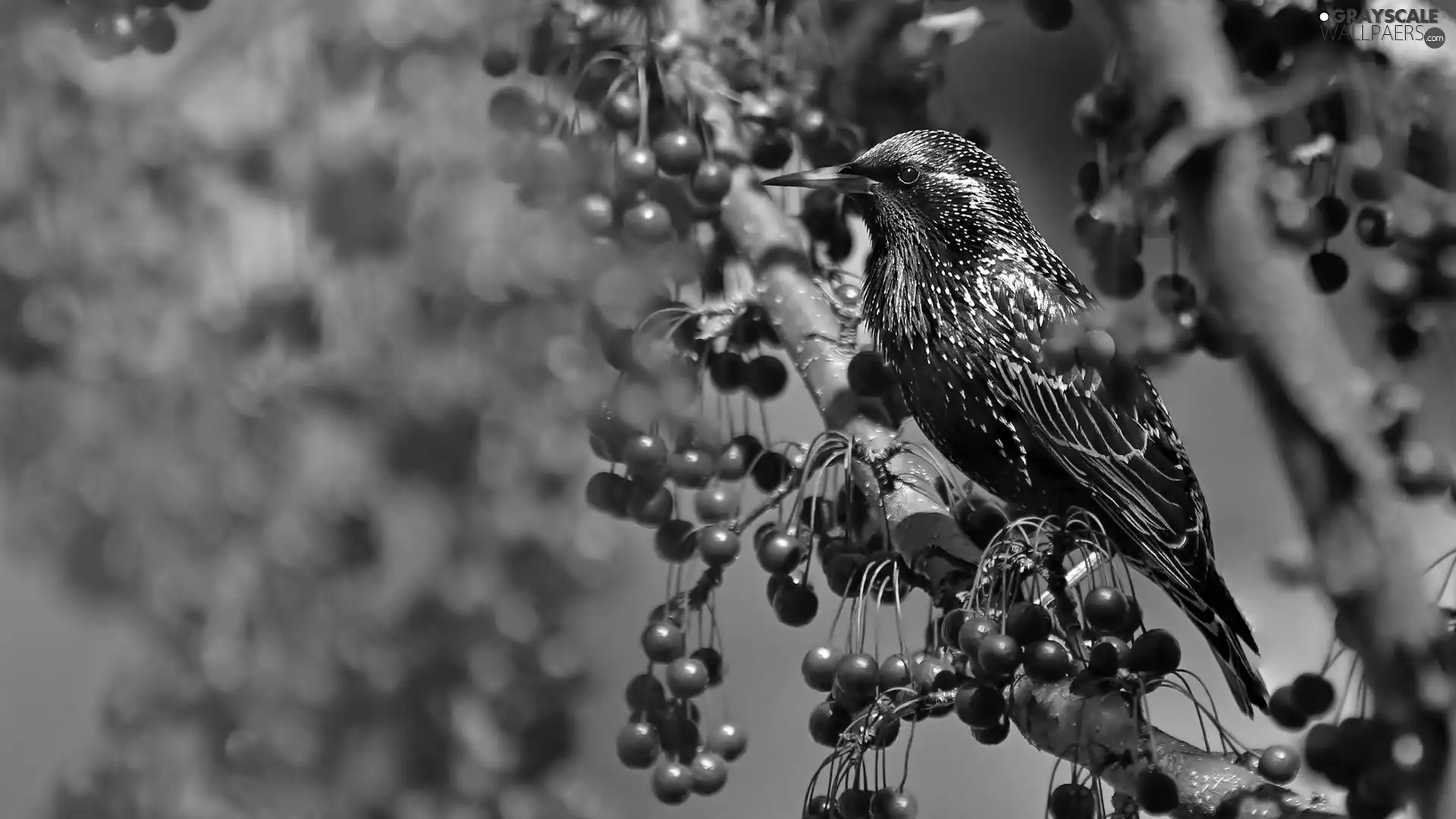 Plant, Bird, starling