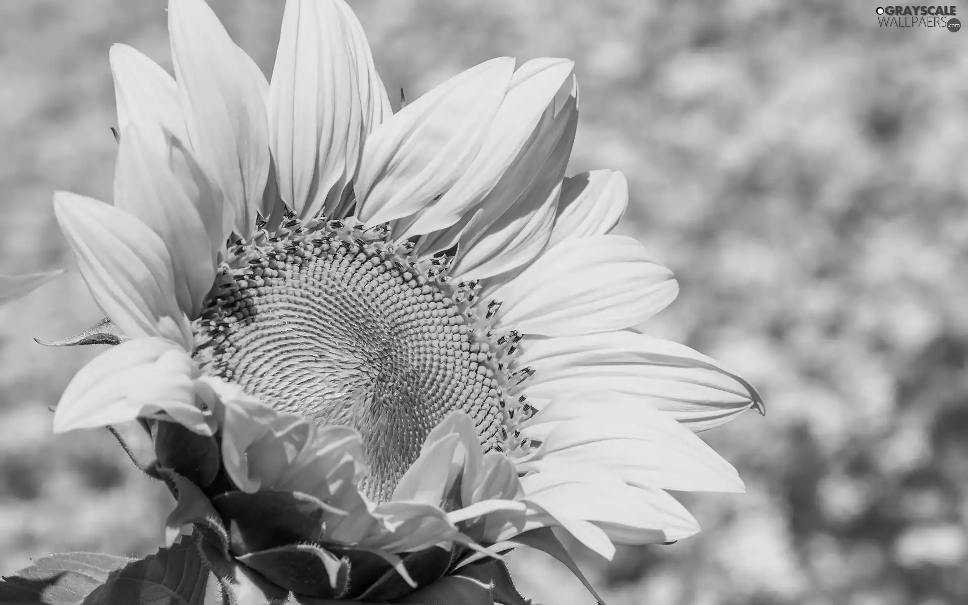 Sunflower, Colourfull Flowers, plant