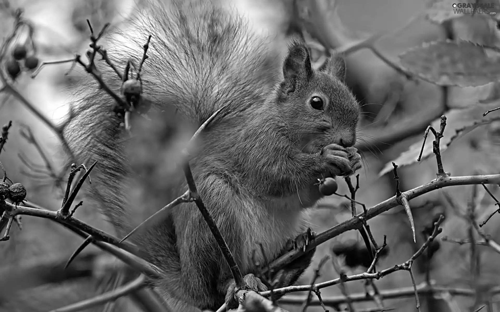 Plant, squirrel, trees