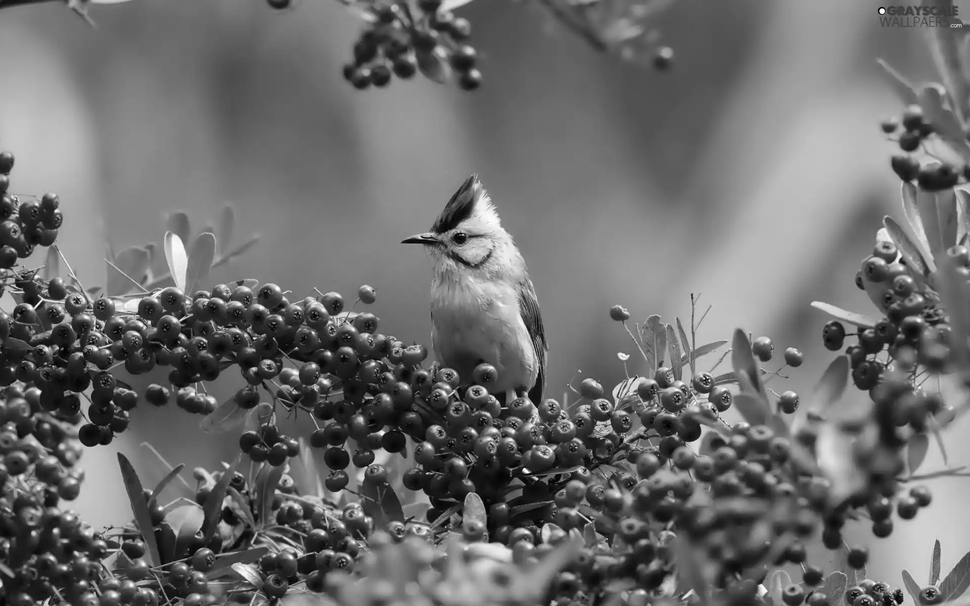 Plant, birdies, Waxwing