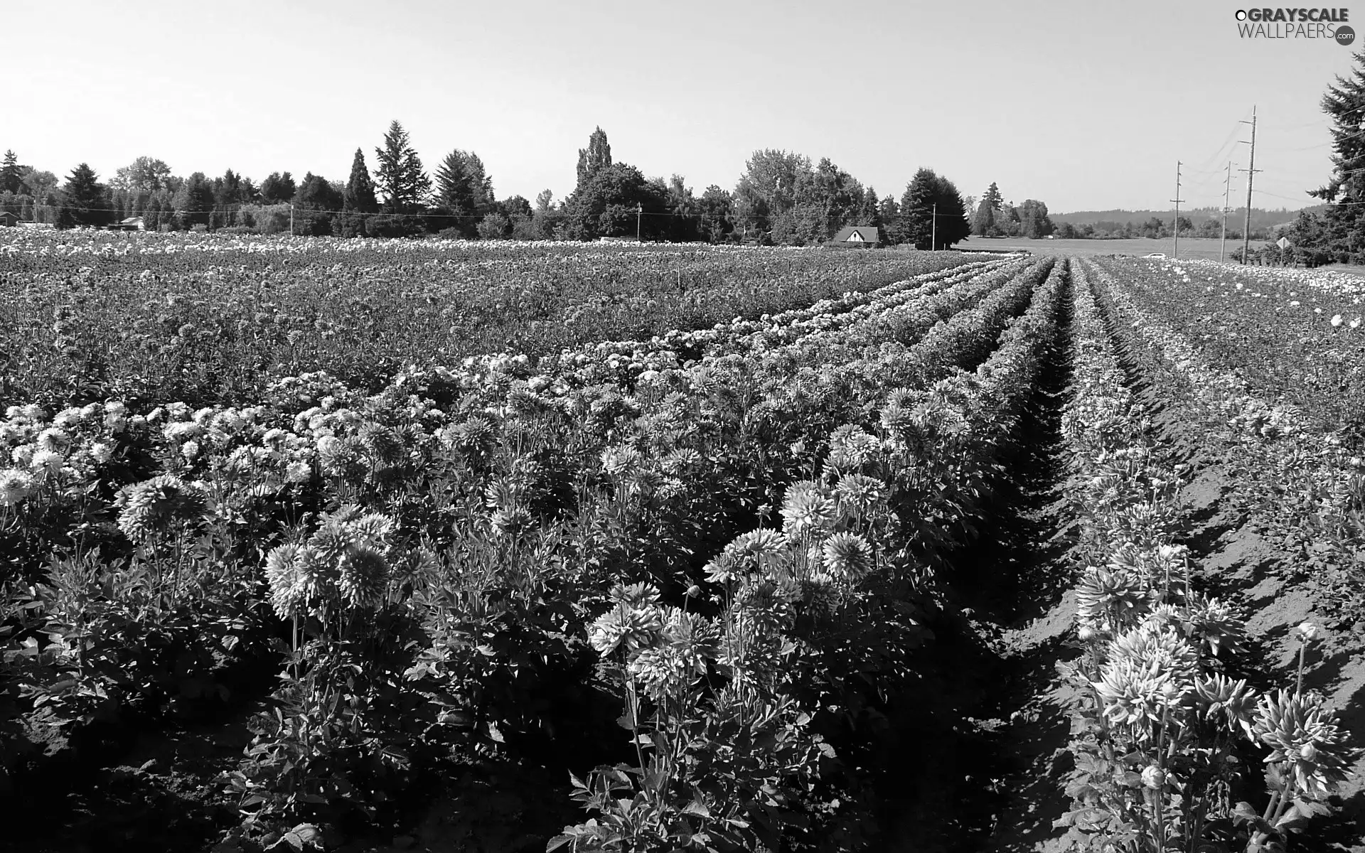 dahlias, plantation