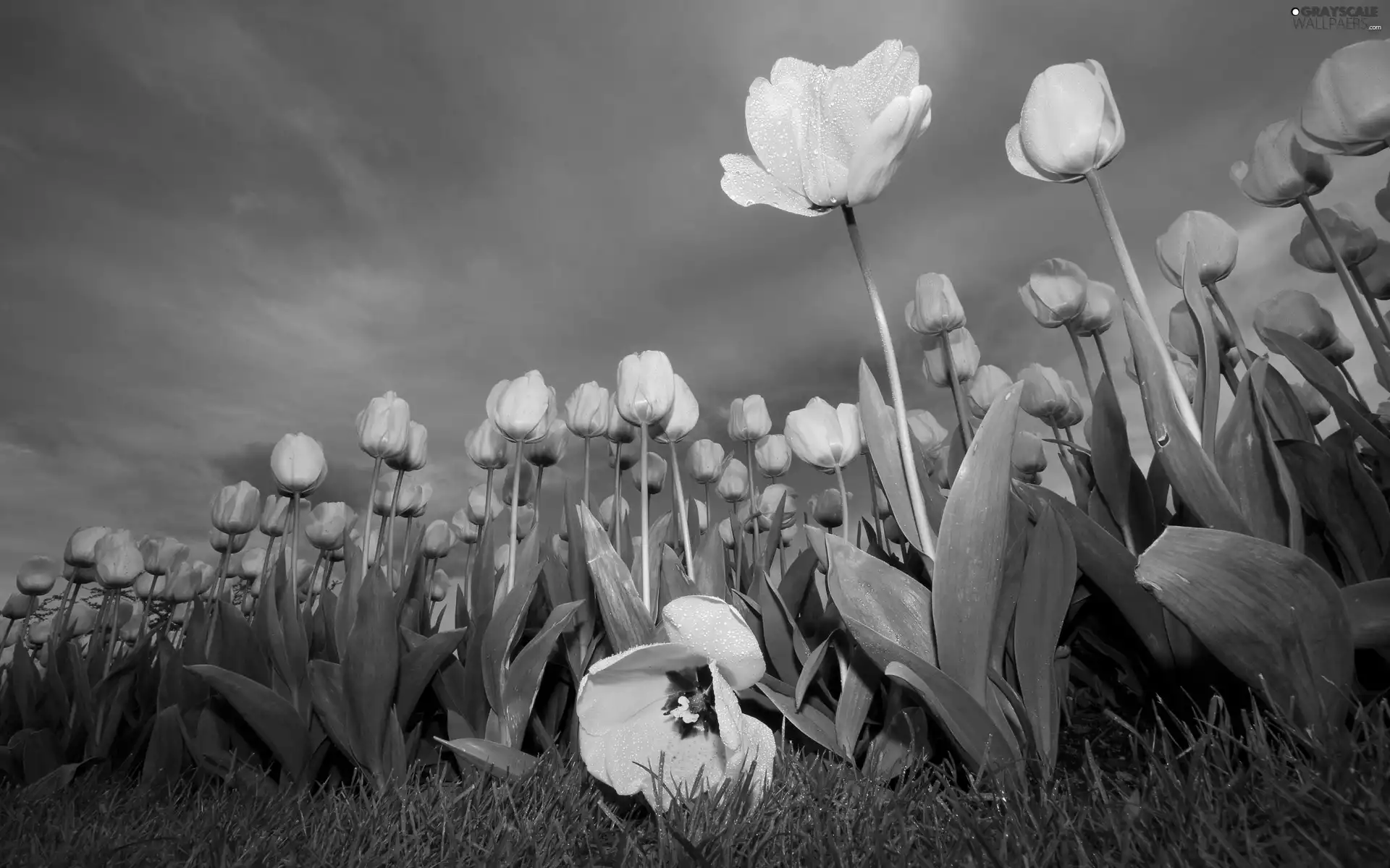 plantation, Yellow, Tulips