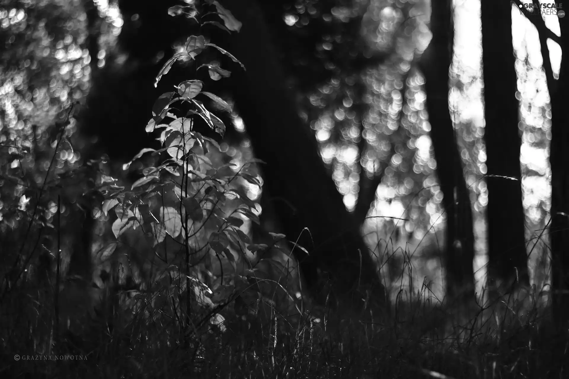 Plants, Leaf, autumn