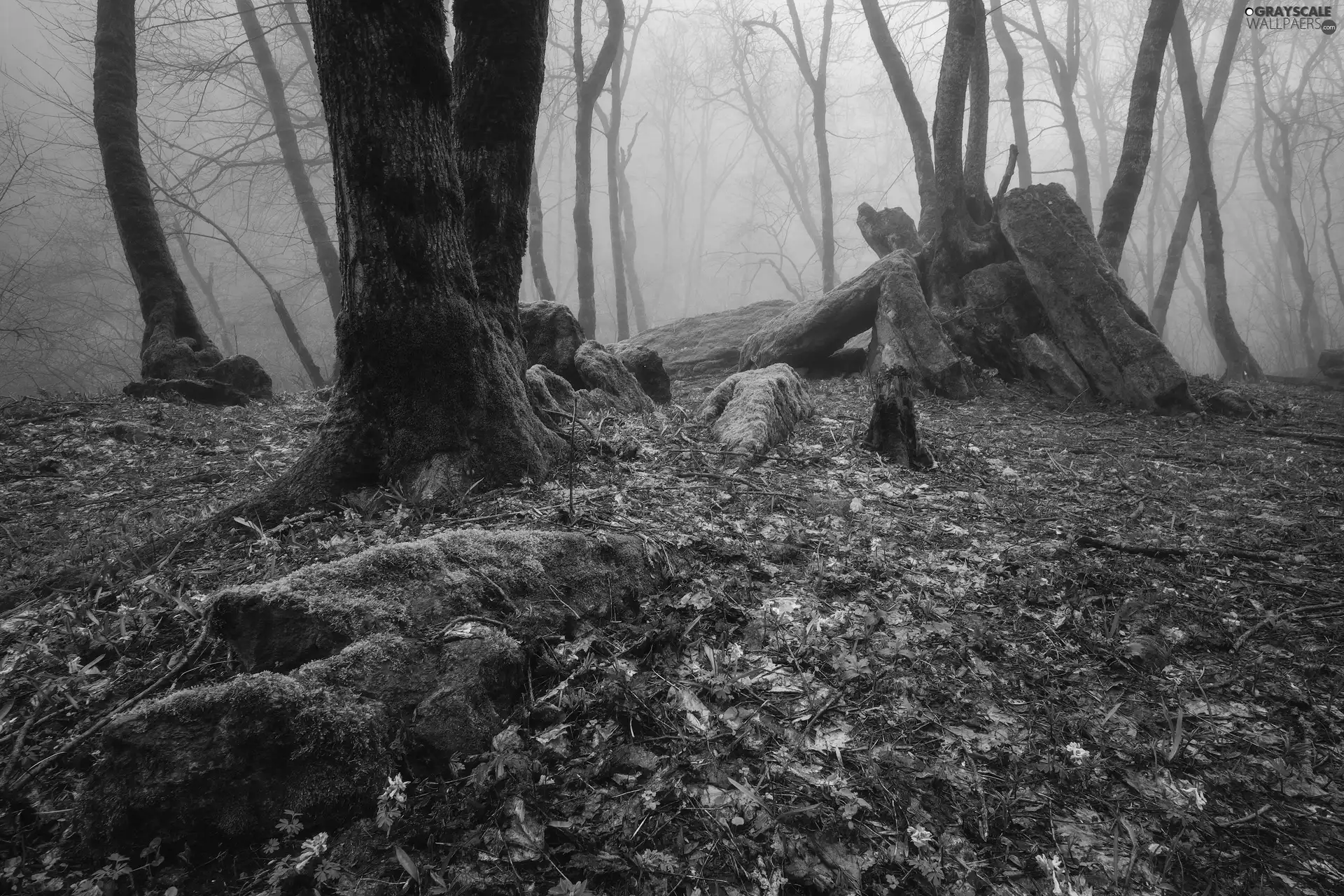 Plants, mossy, viewes, Flowers, Stones, forest, trees, Spring, Blue, Fog