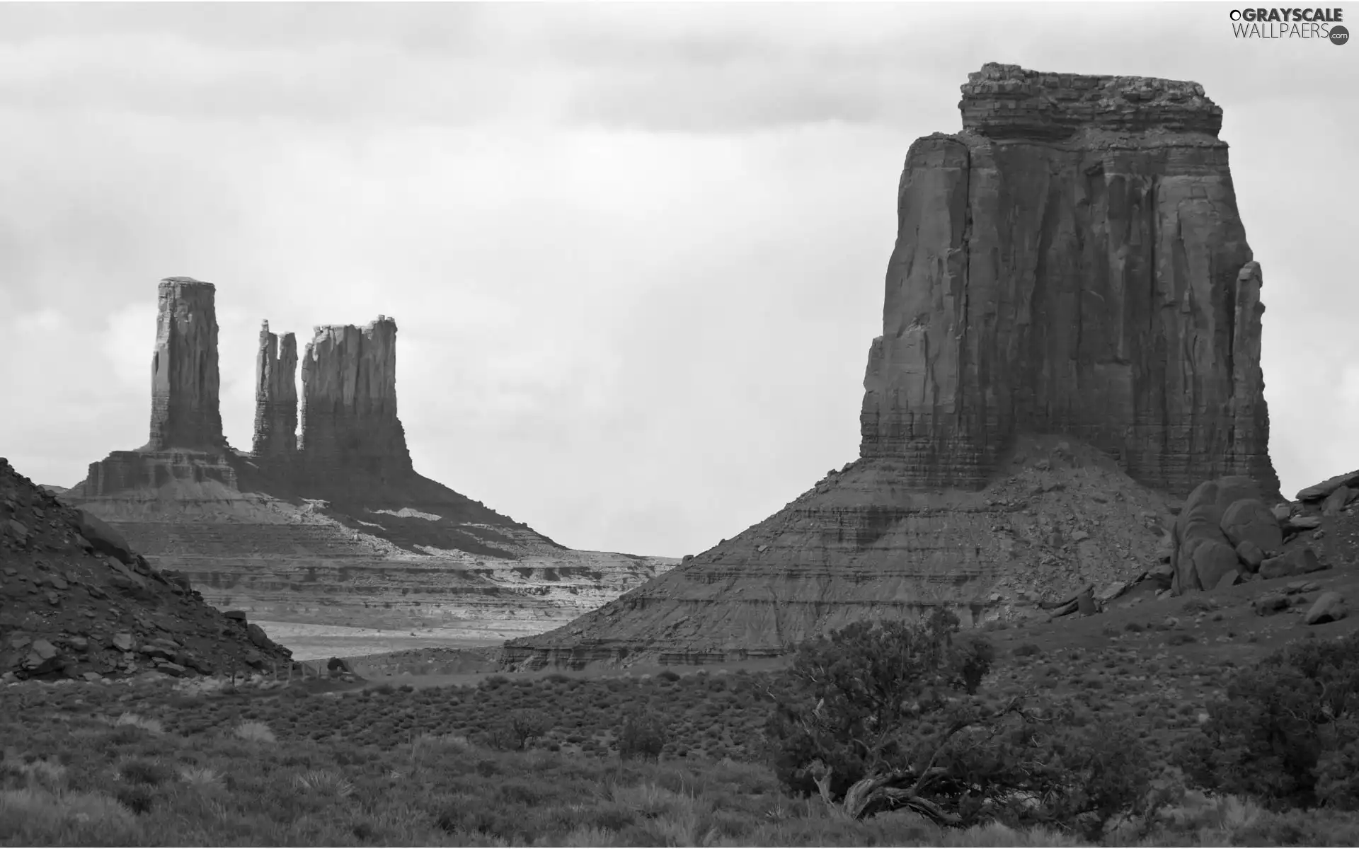canyon, Plants
