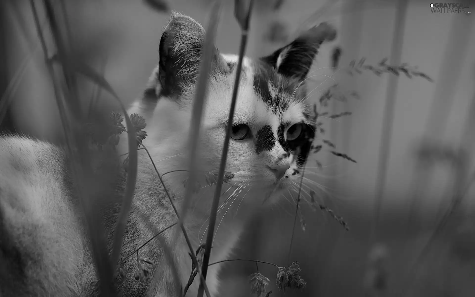 cat, Plants