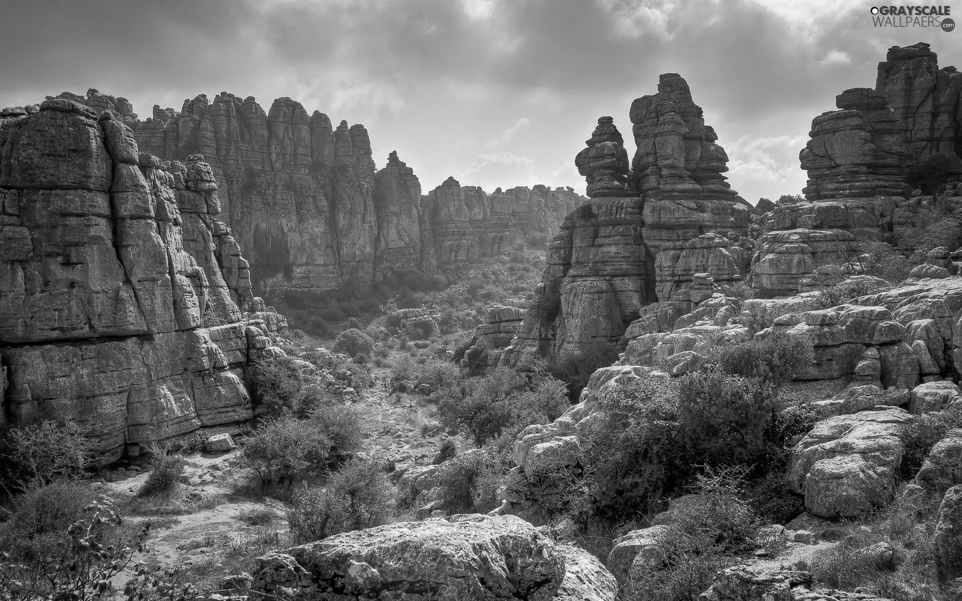 Plants, canyon, clouds