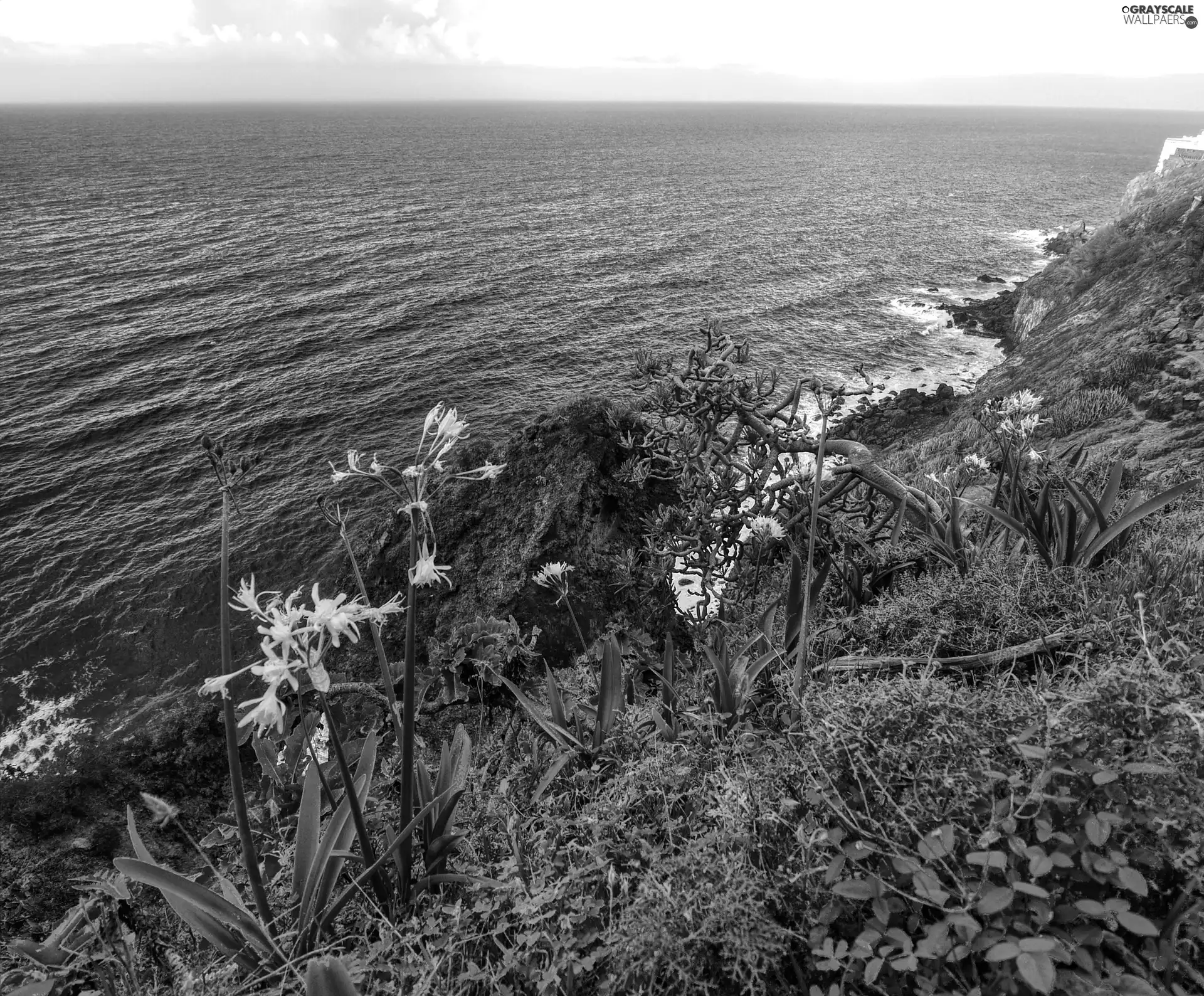 Plants, sea, coast