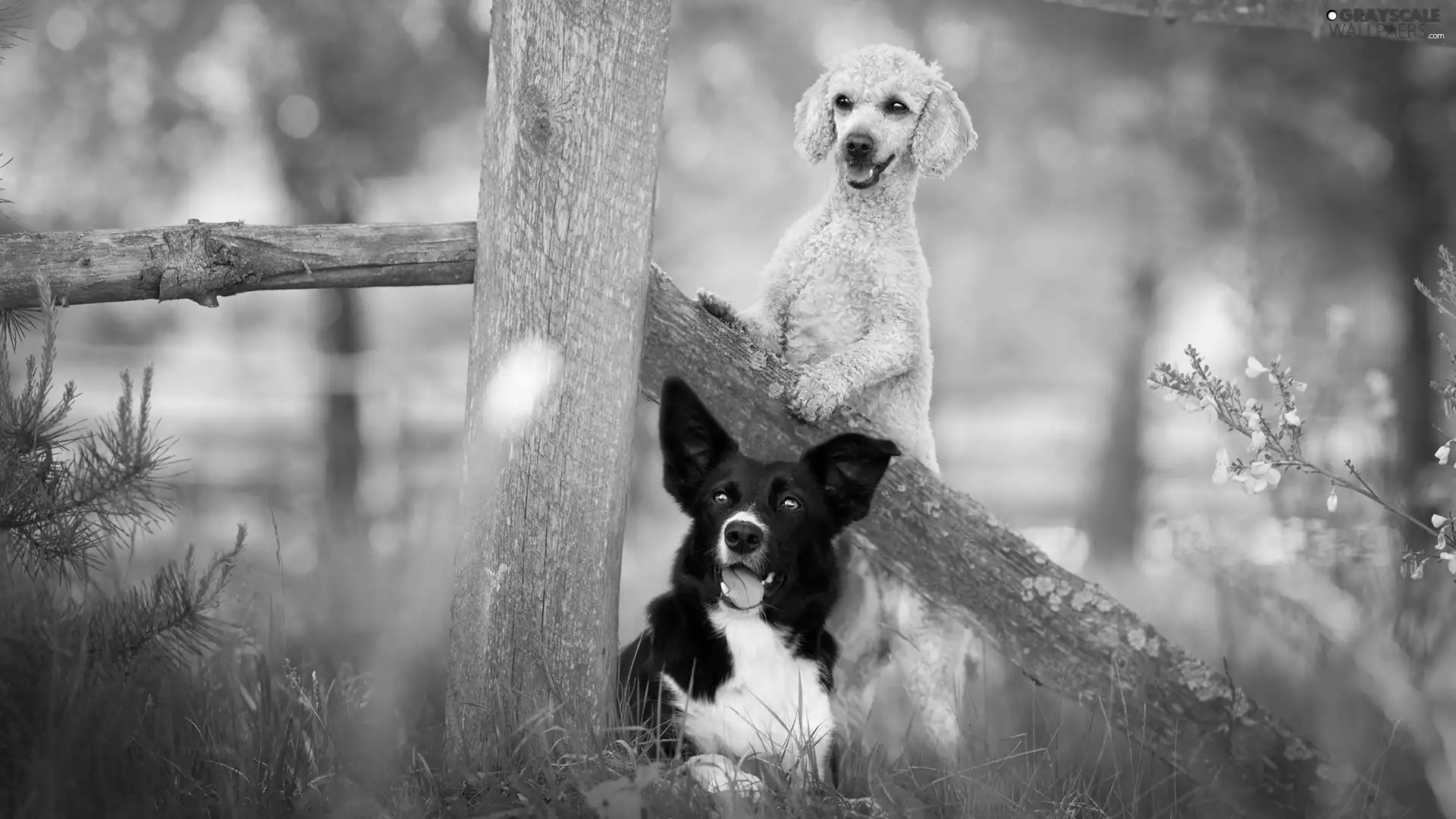 Fance, Border Collie, Flowers, poodle, Dogs, grass, Plants