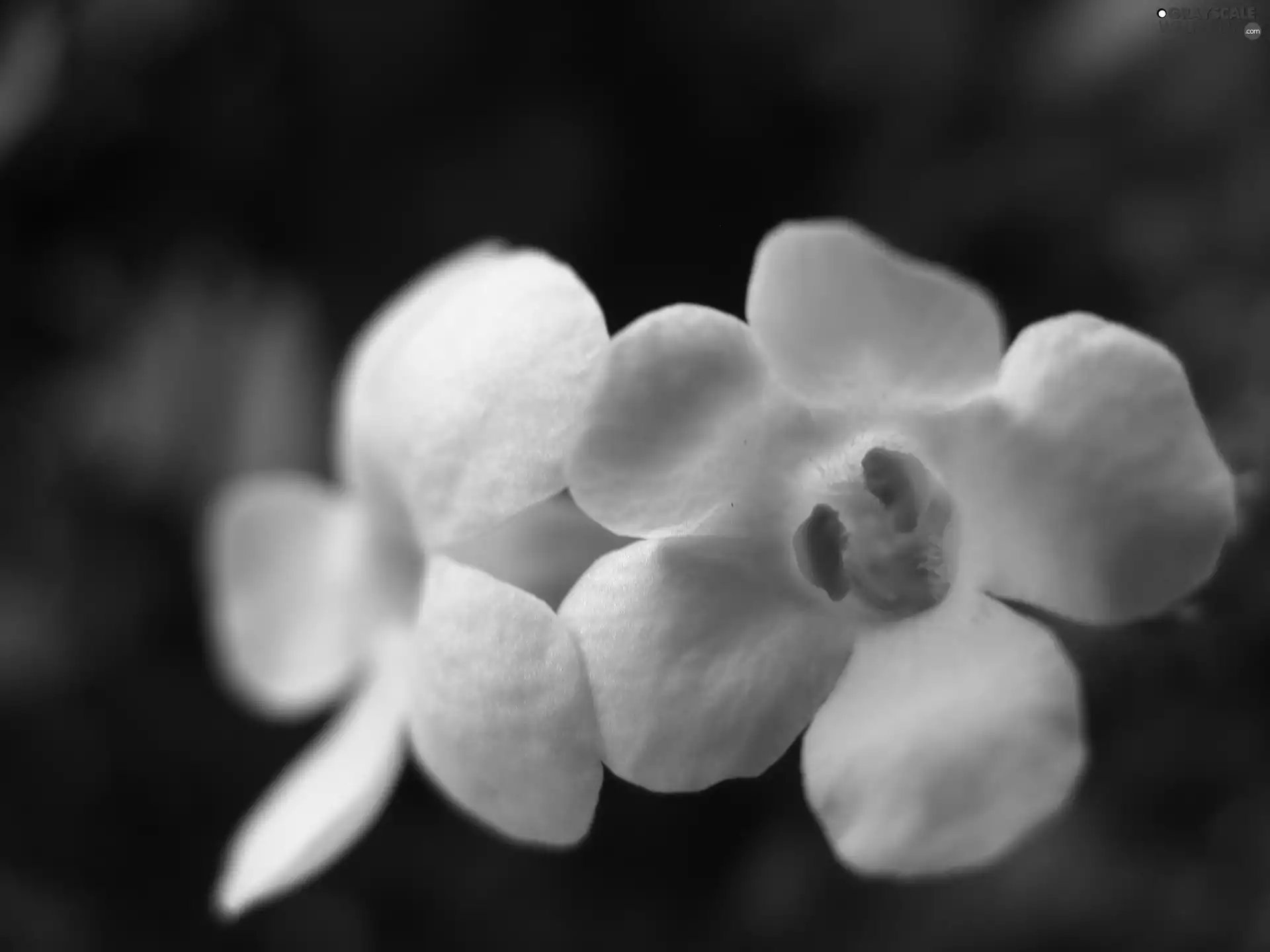 flakes, Colourfull Flowers, Plants