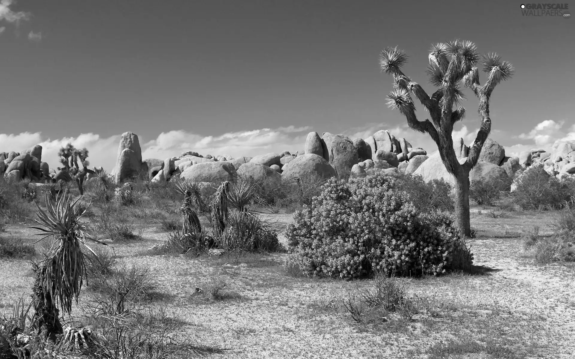 Desert, trees, Plants, rocks