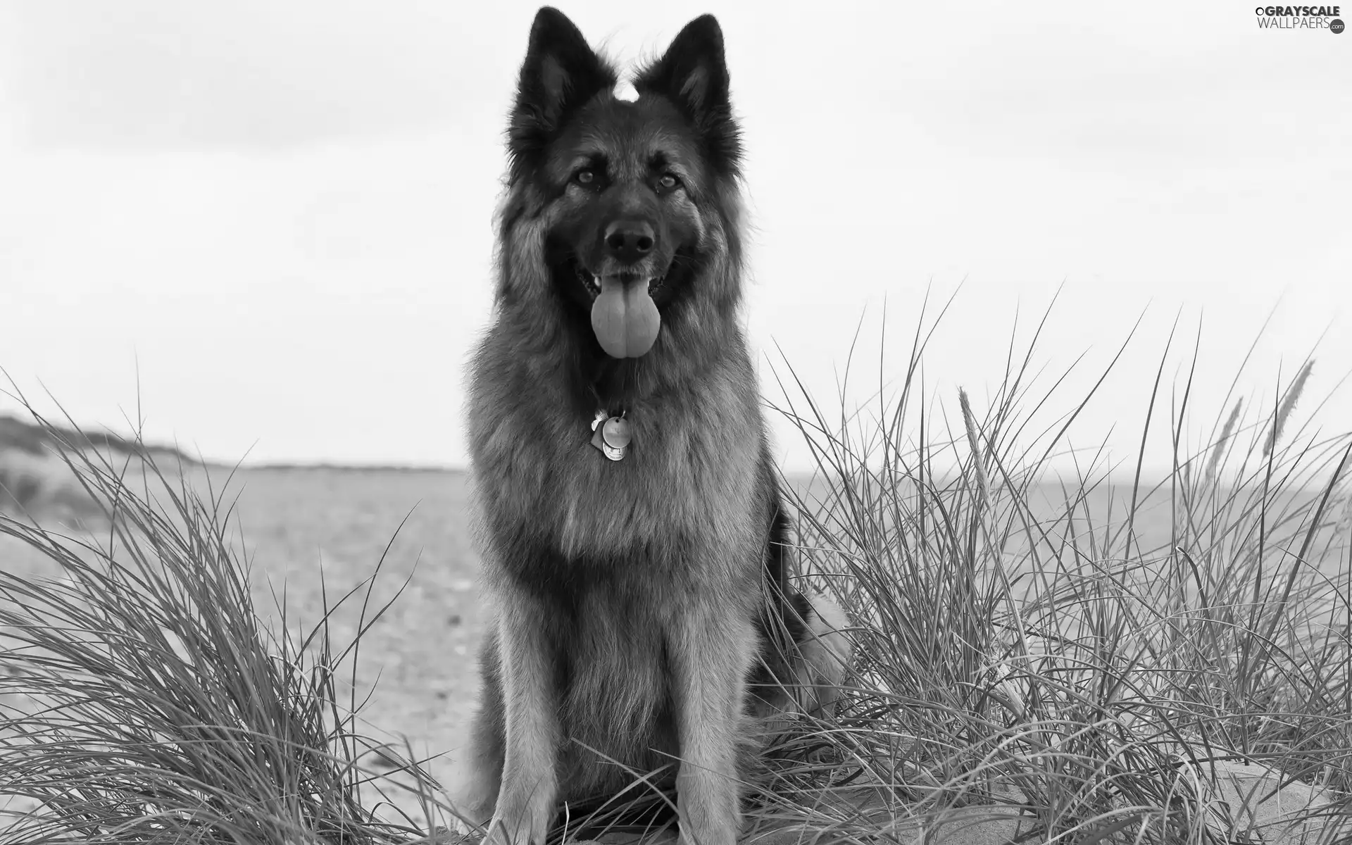 sheep-dog, Beaches, Plants, german