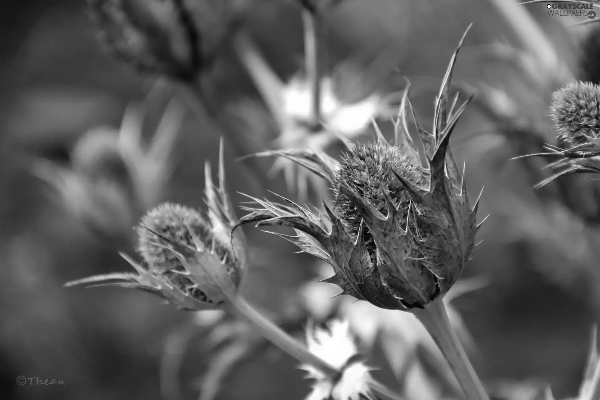 dry, Plants