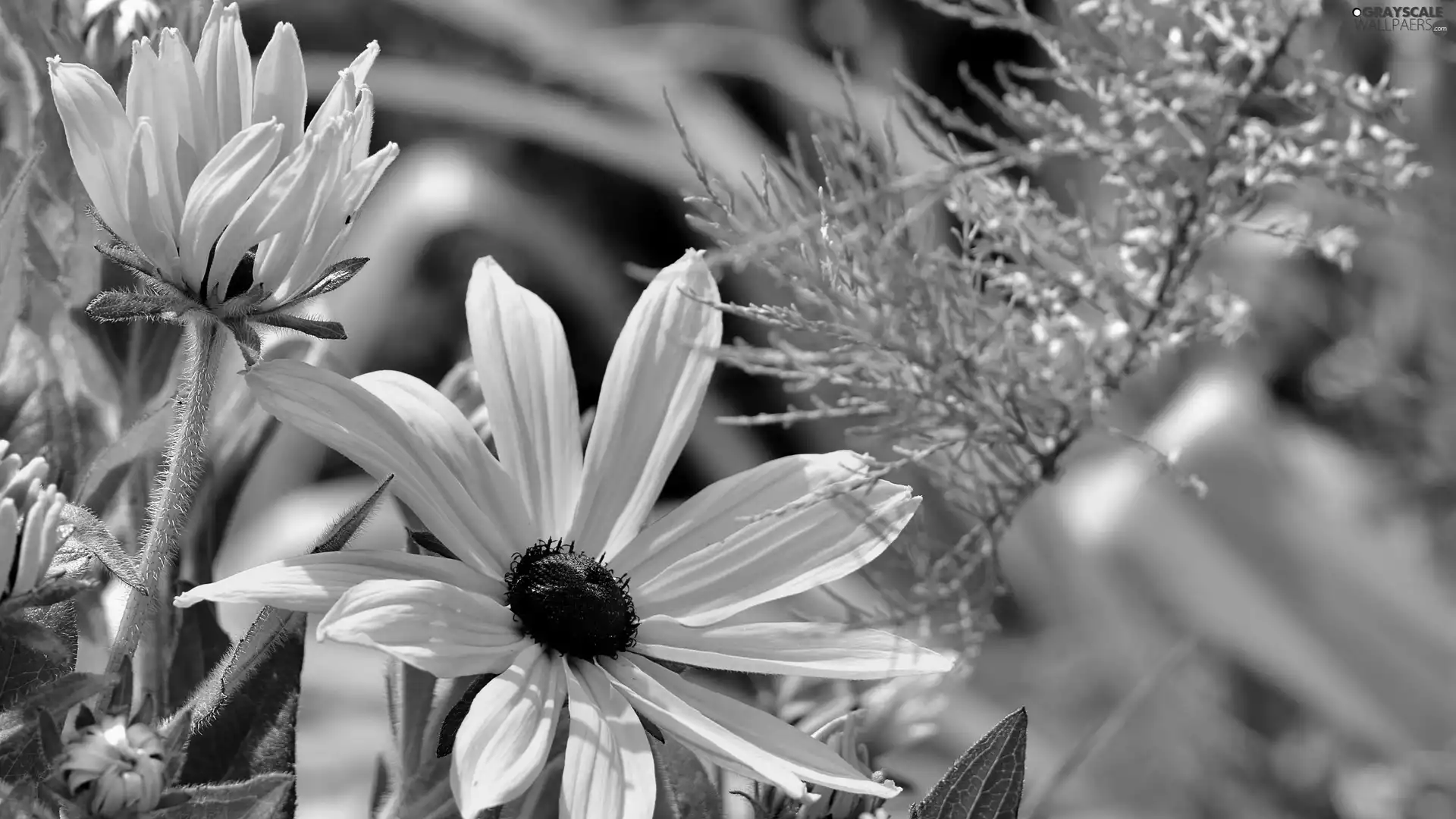 plants, Yellow, Flowers