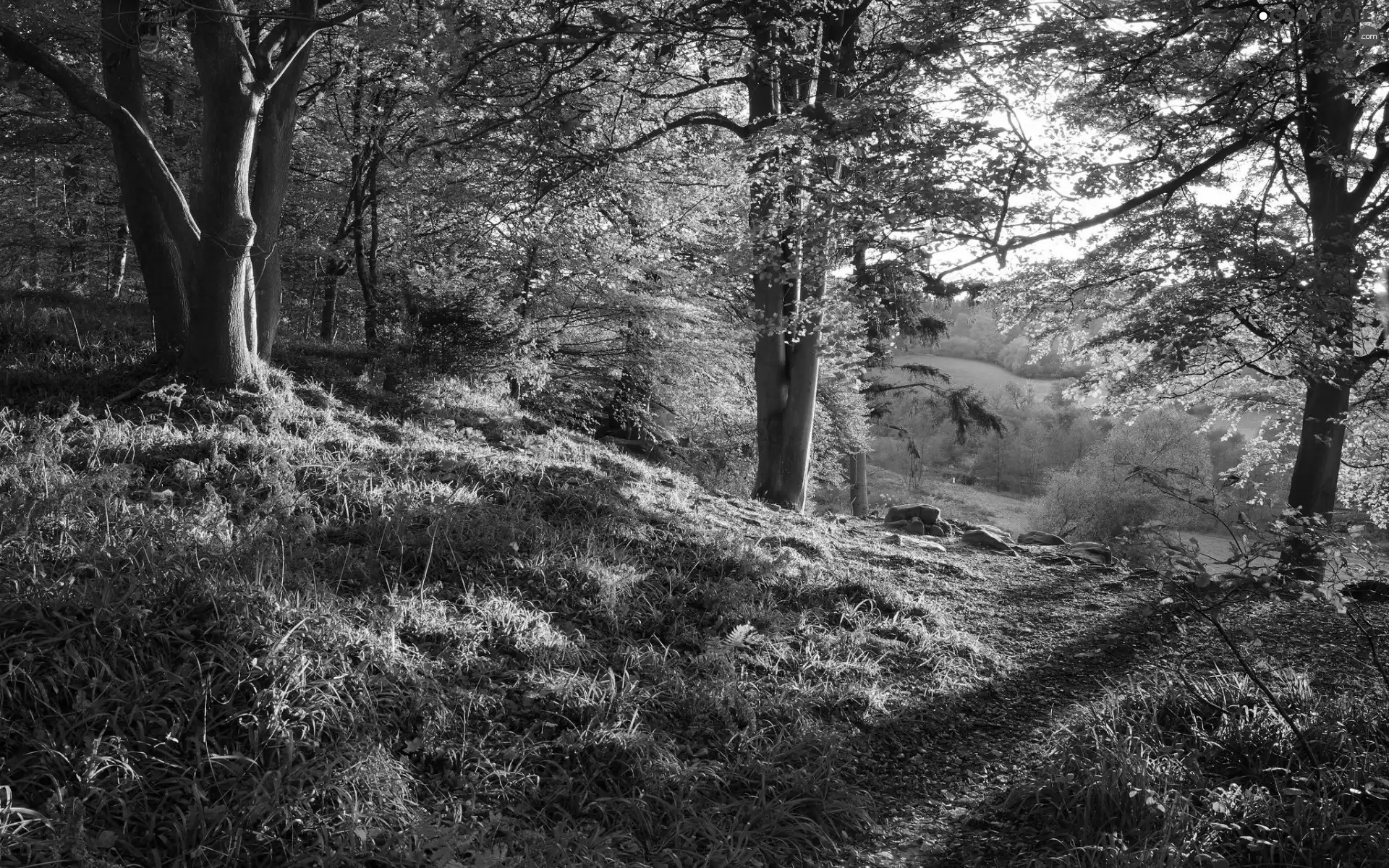 trees, autumn, Path, Plants, viewes, forest