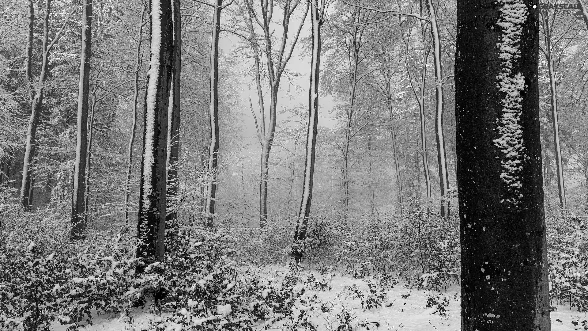 Snowy, winter, viewes, Plants, trees, forest