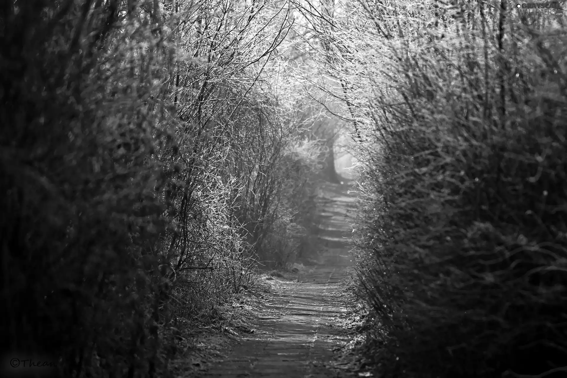Plants, Path, frosty