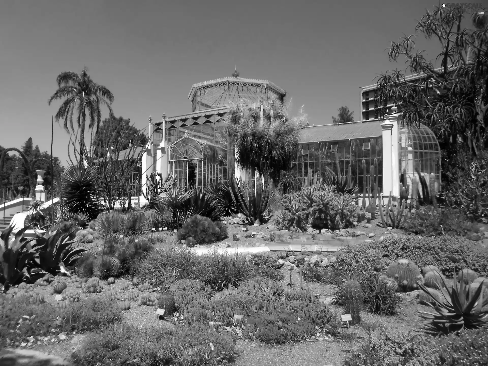 Garden, Plants