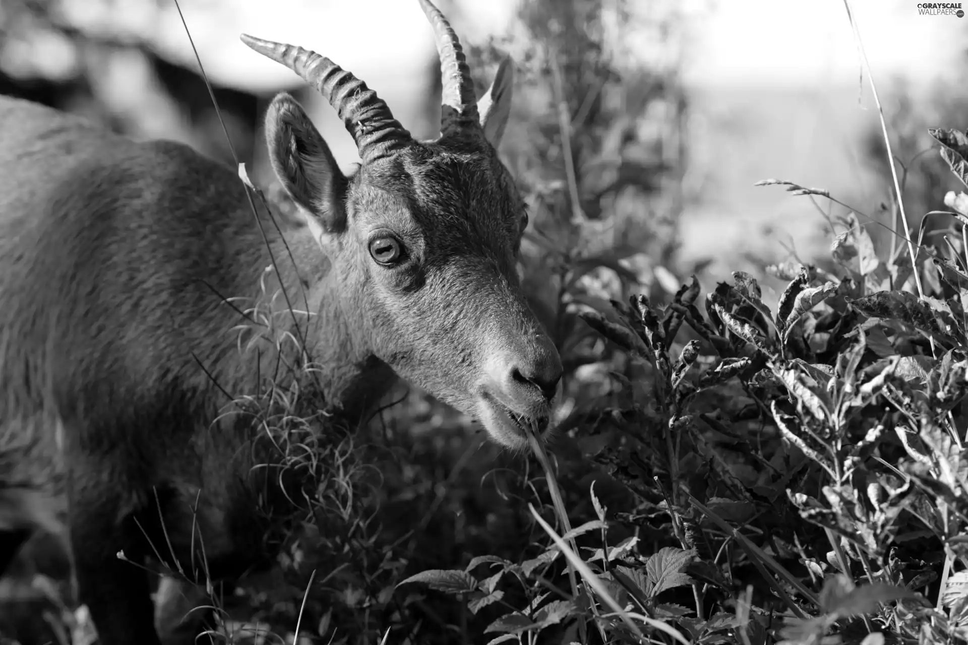 goat, Plants